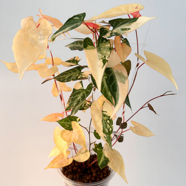 PLANTS: OTHER GENUS