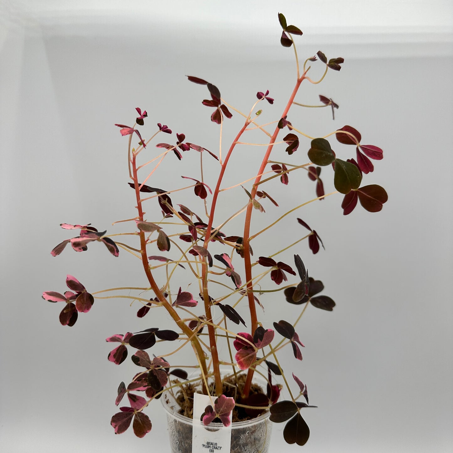 OXALIS ‘PLUM CRAZY’ B
