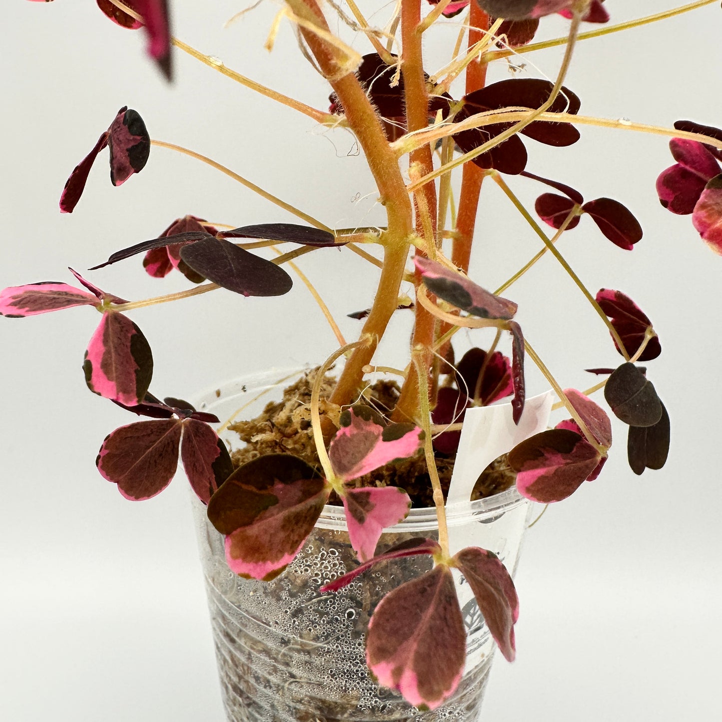 OXALIS ‘PLUM CRAZY’ B