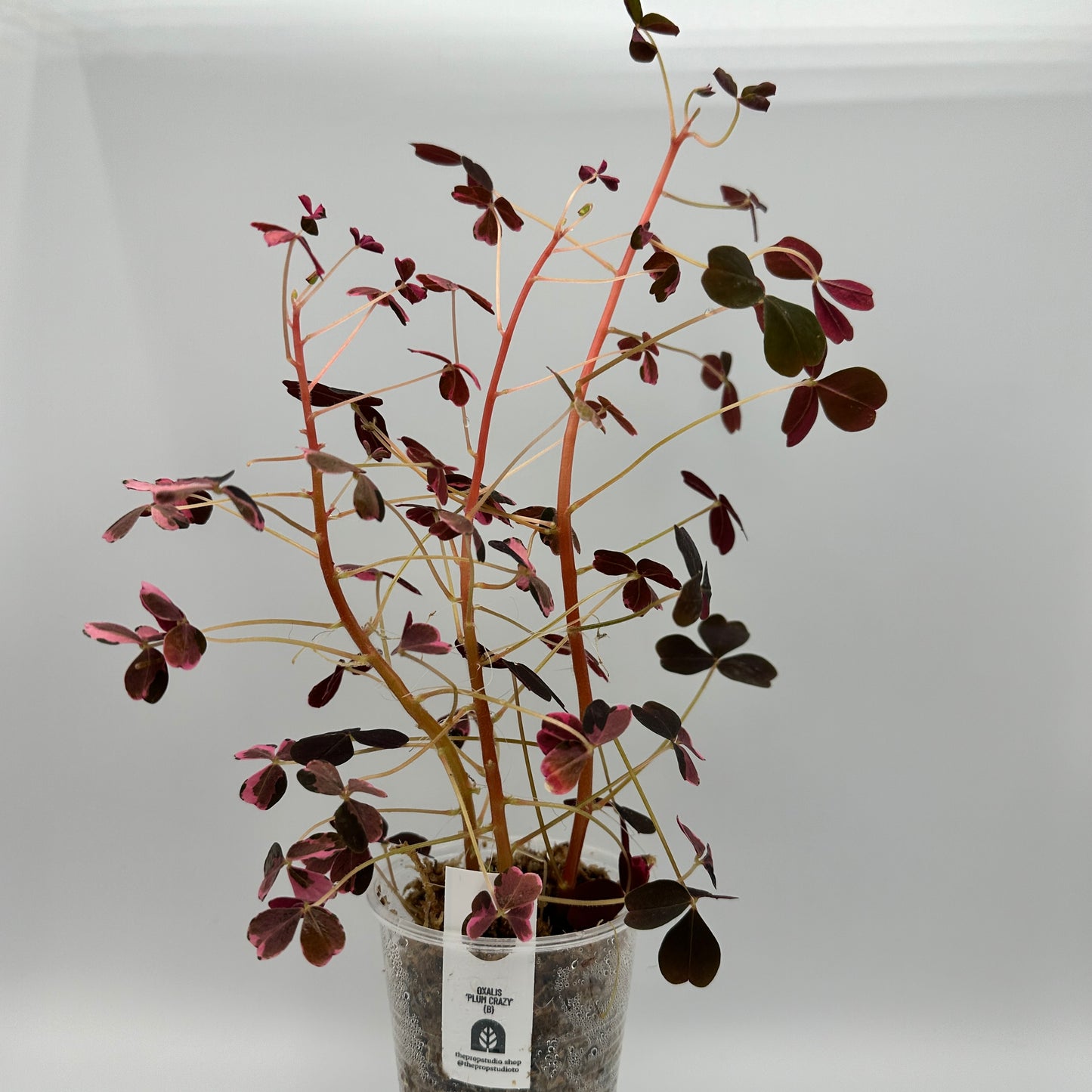 OXALIS ‘PLUM CRAZY’ B