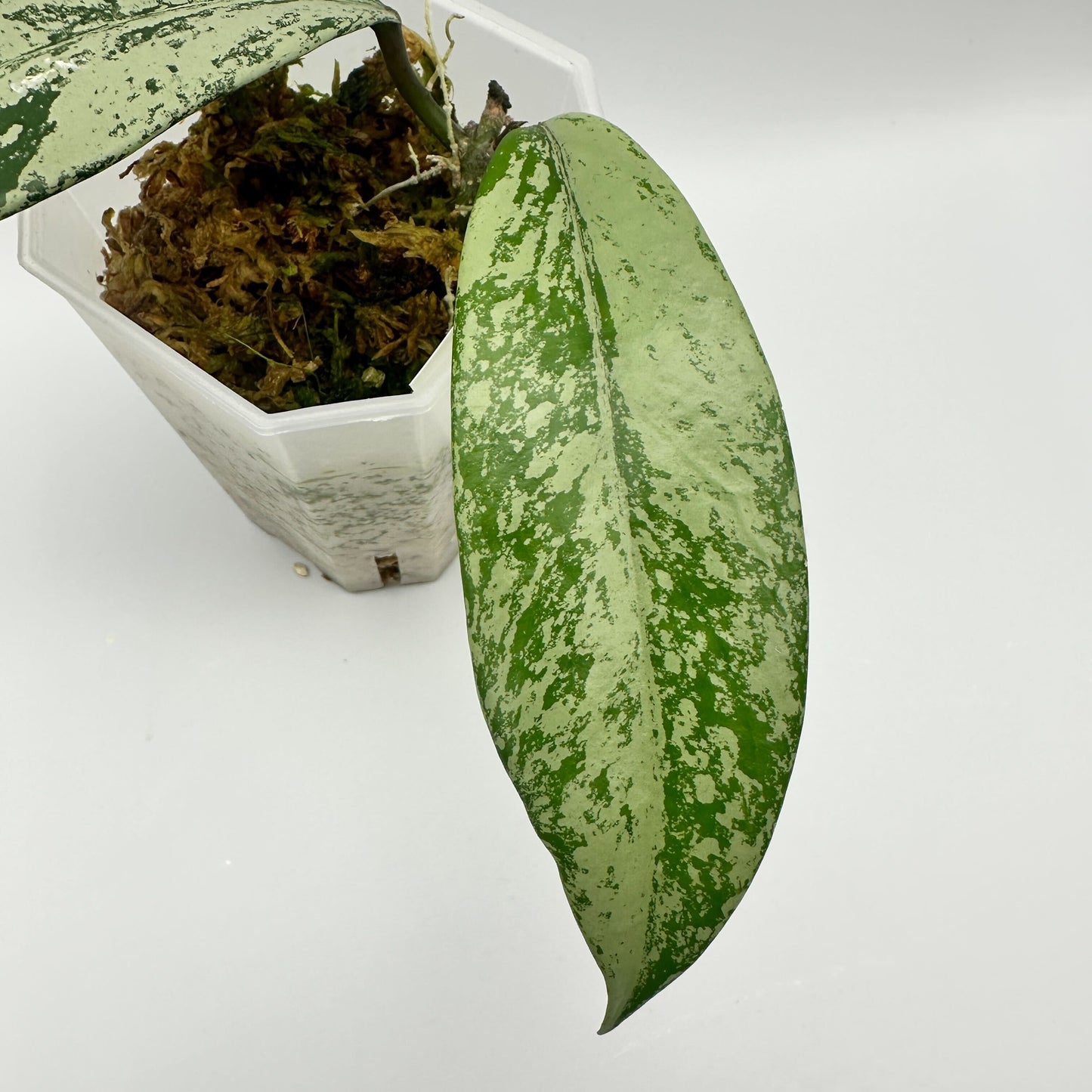 HOYA PUBICALYX PINK SILVER GHOST (D)