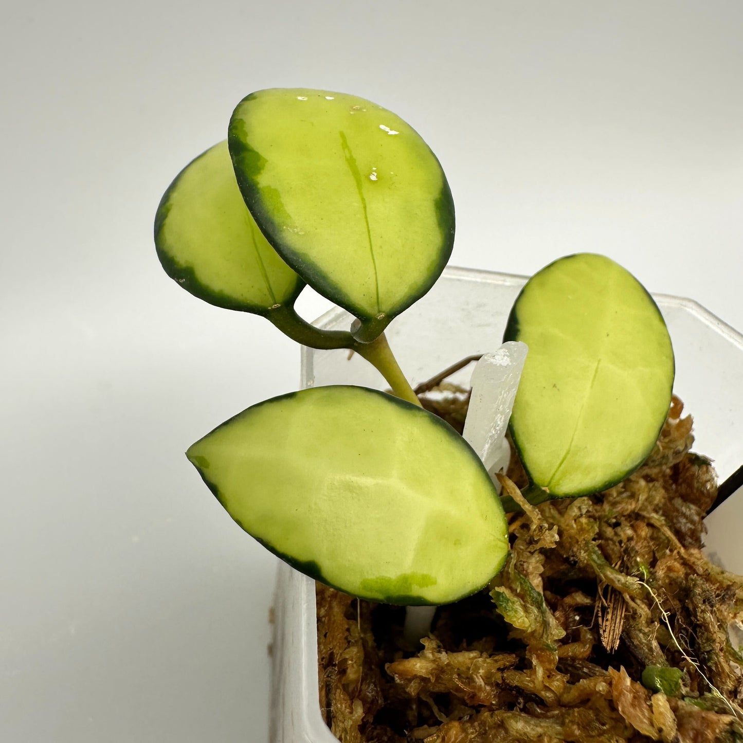 HOYA LACUNOSA QUEEN MIDORI (A)