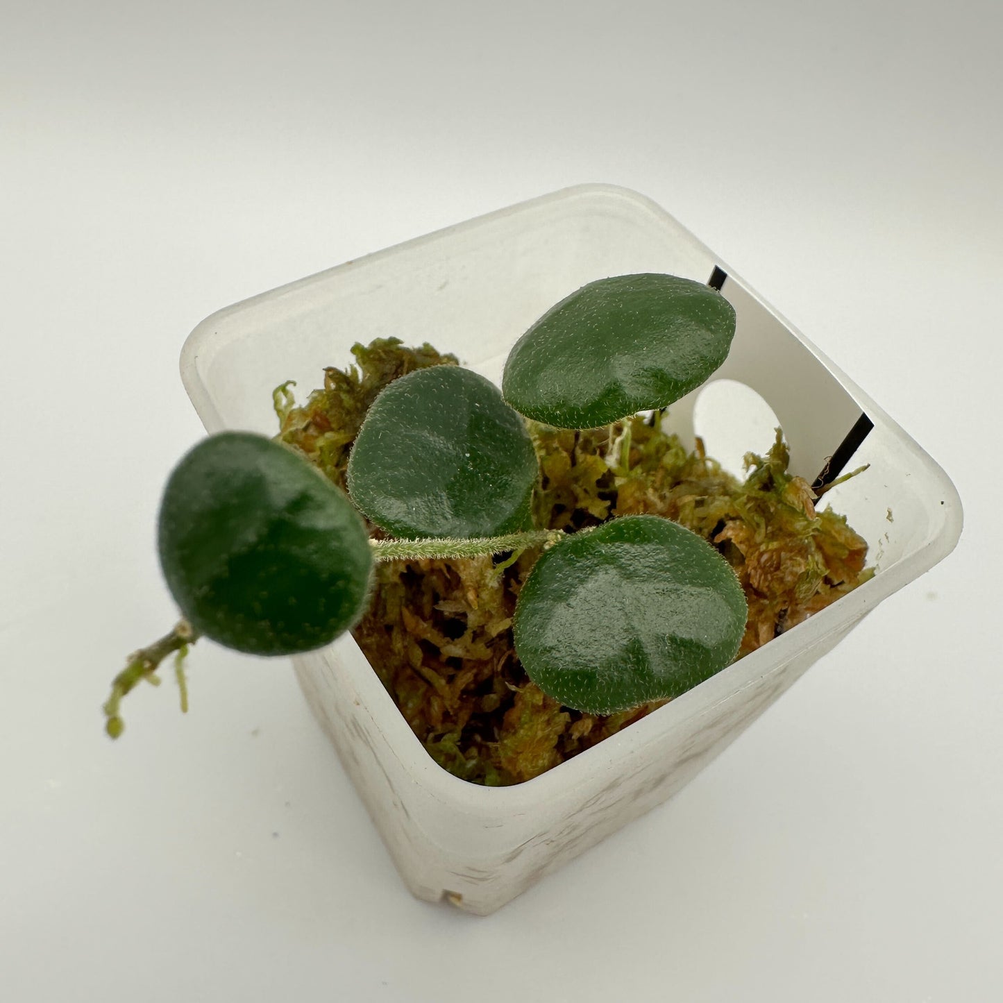 HOYA OBCORDATA (A)