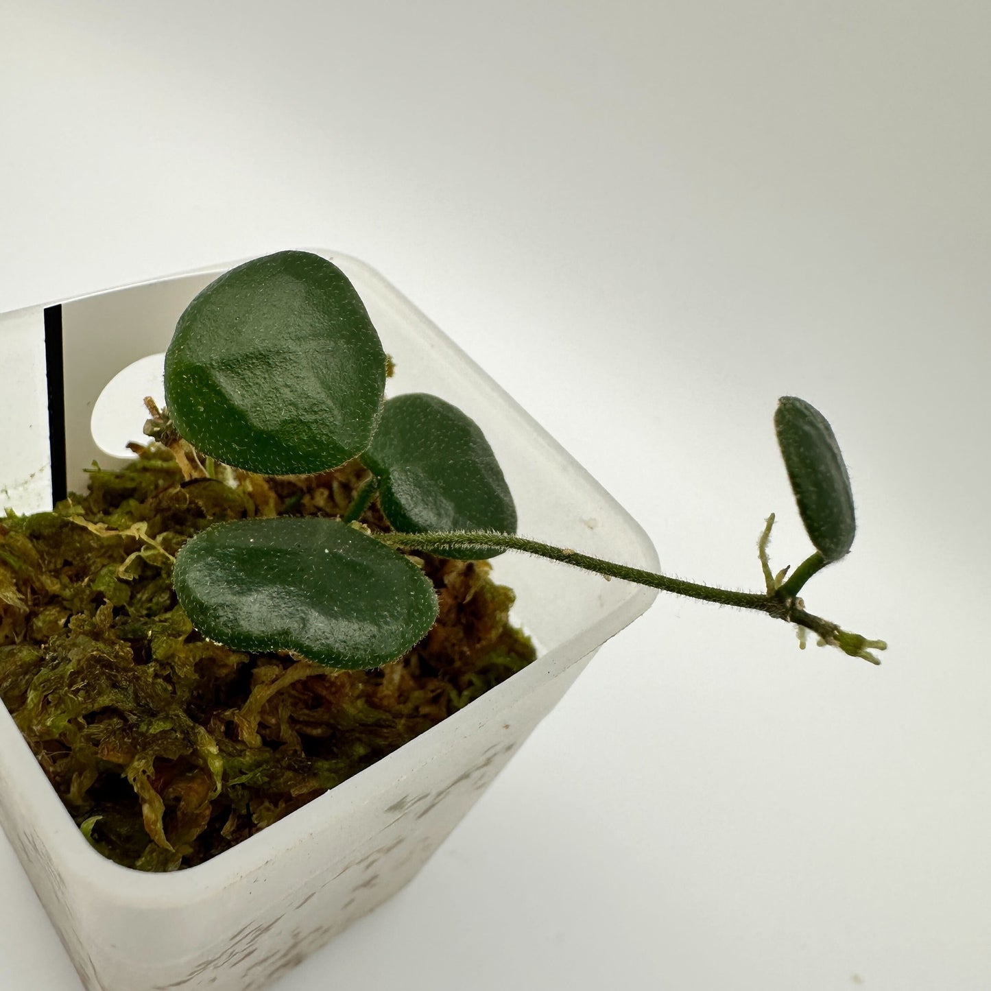 HOYA OBCORDATA (A)