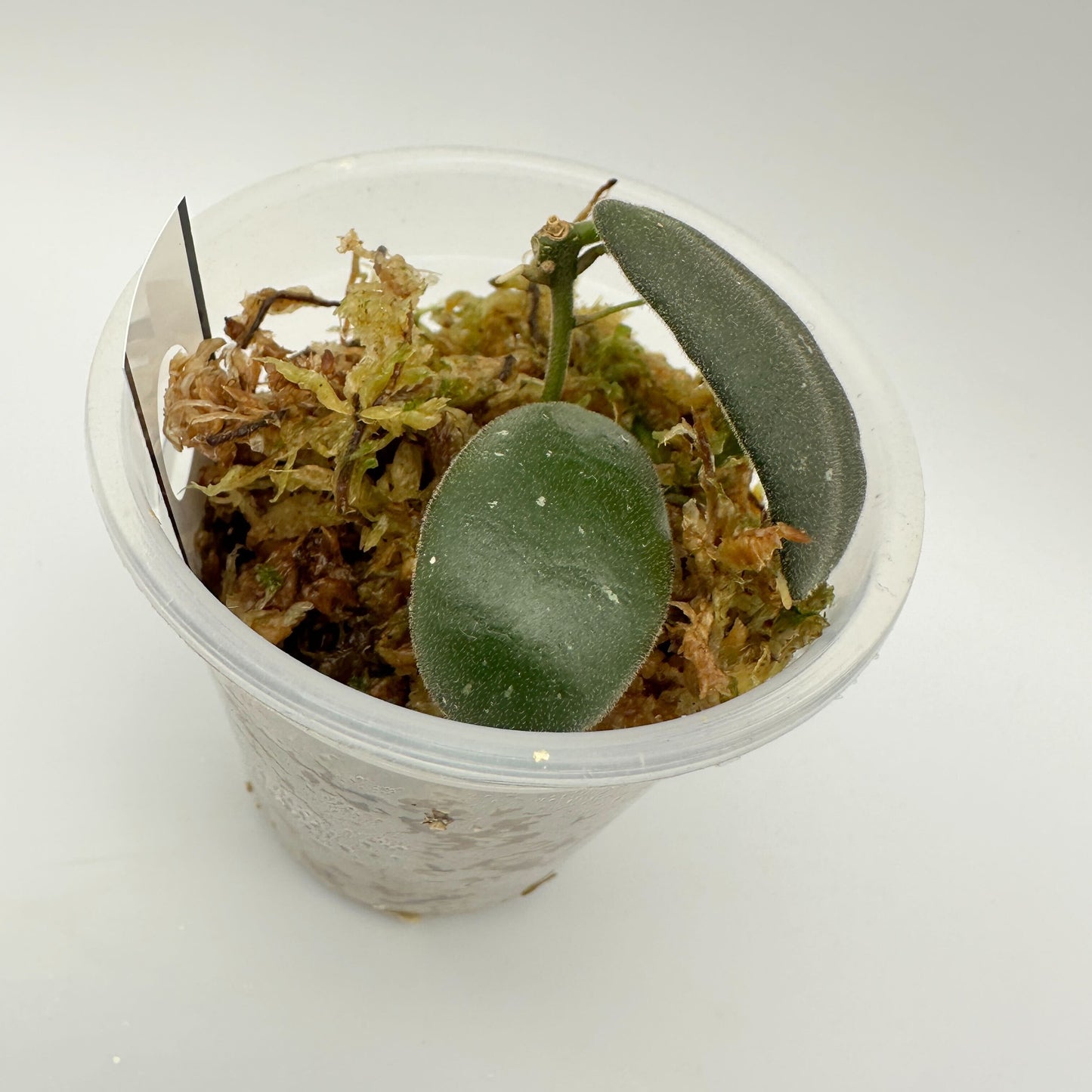 HOYA GPS 7240 (B)