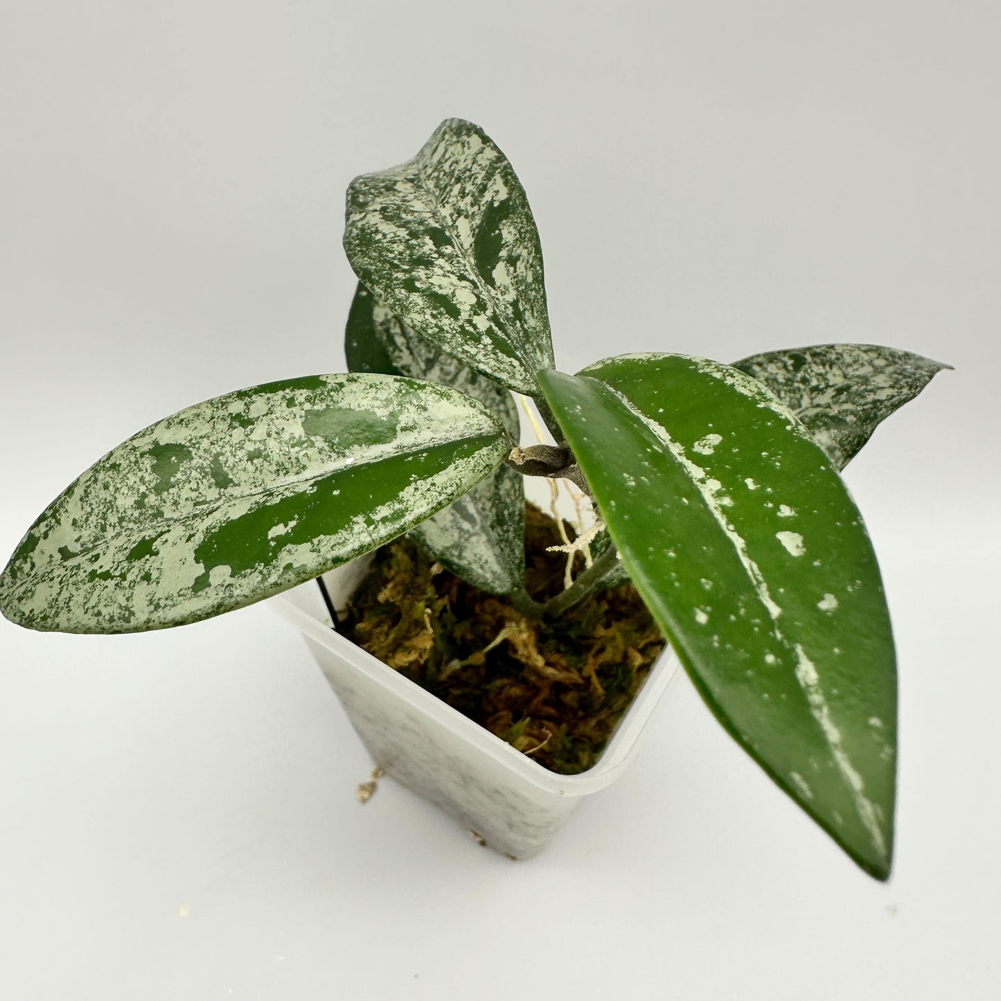 HOYA CARNOSA 'WILBUR GRAVES' CHINA (A)