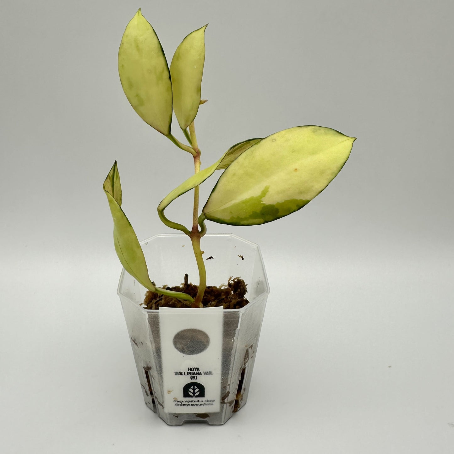 FRESH CHOP | HOYA WALLINIANA VAR. (B)