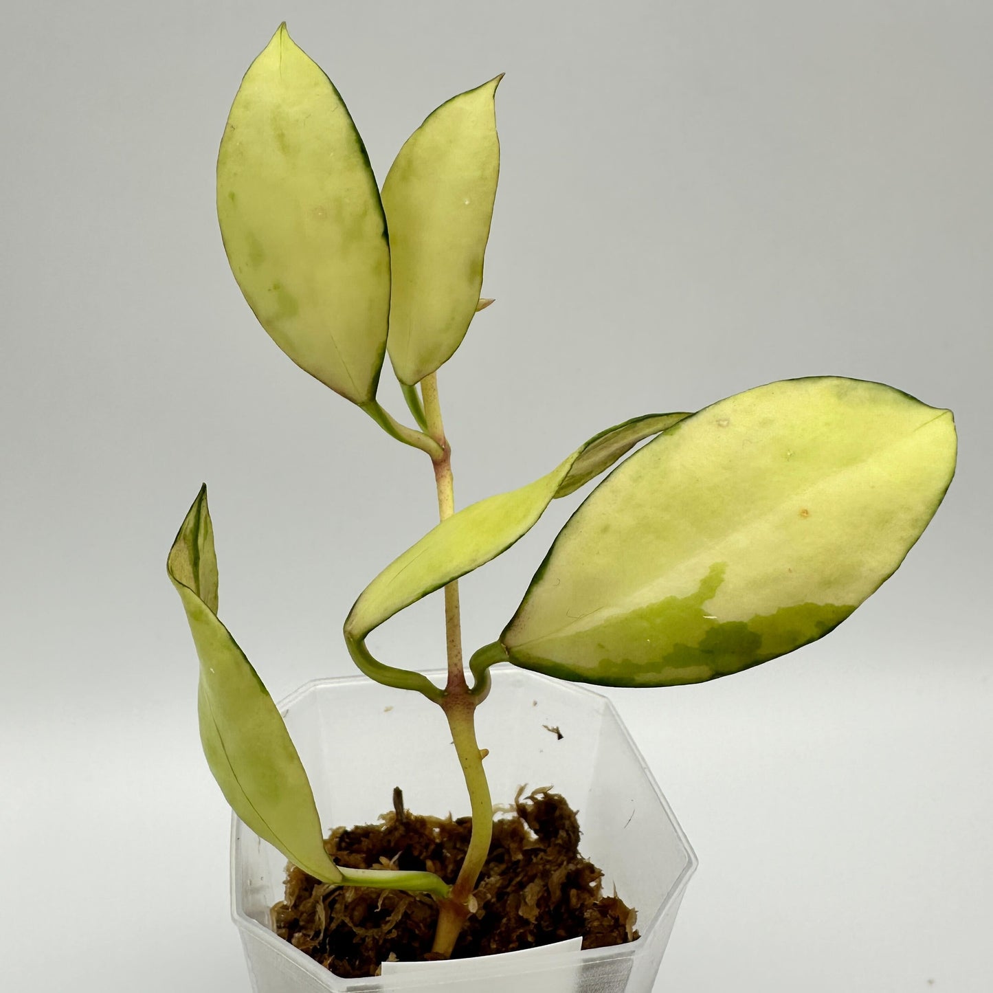 FRESH CHOP | HOYA WALLINIANA VAR. (B)
