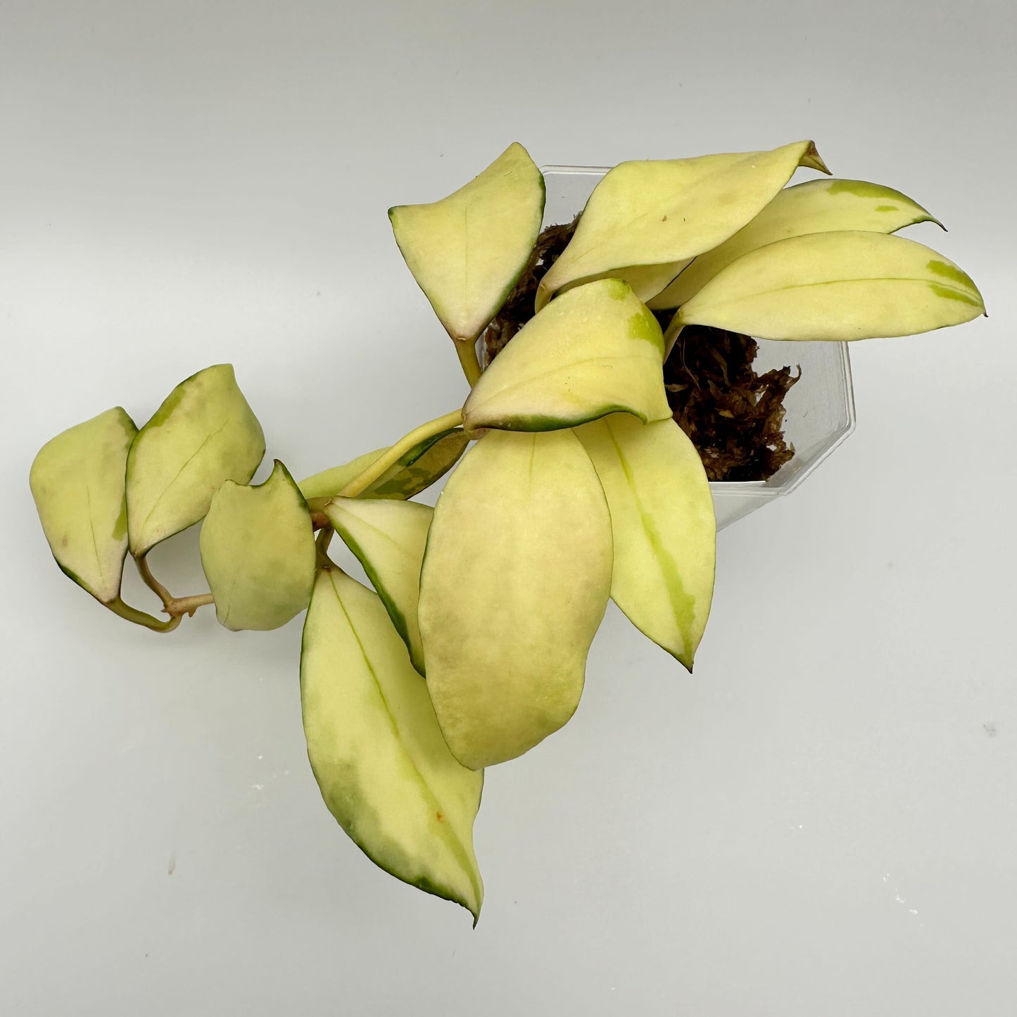 FRESH CHOP | HOYA WALLINIANA VAR. (C)