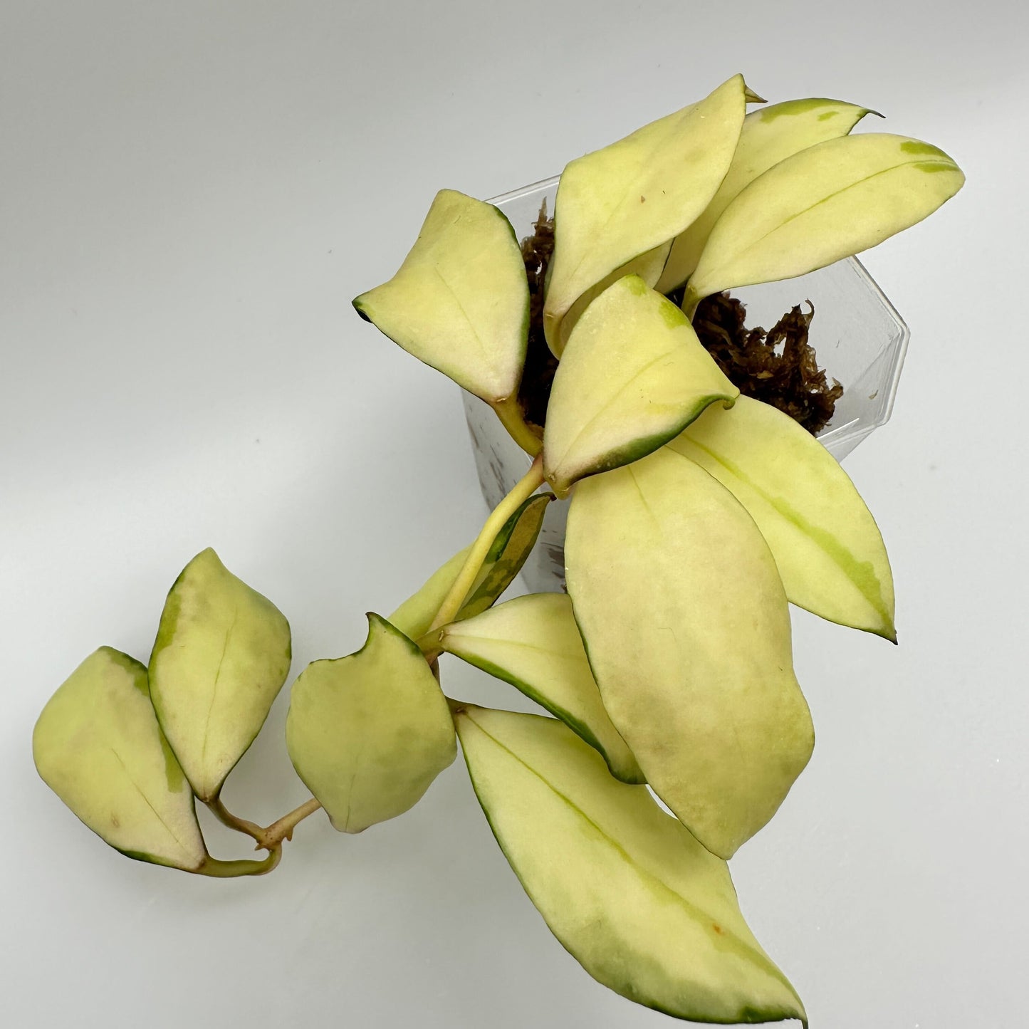 FRESH CHOP | HOYA WALLINIANA VAR. (C)