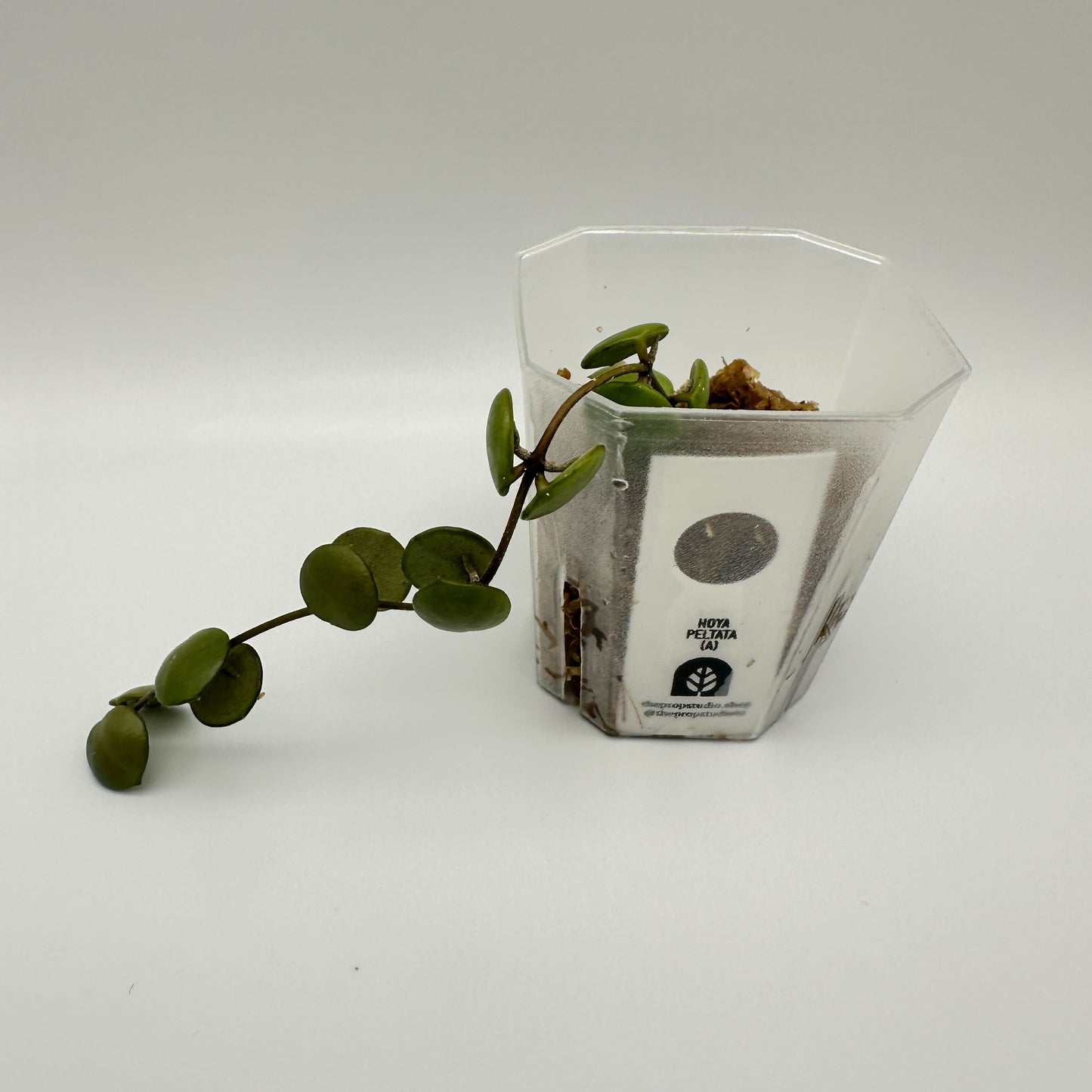 FRESH CHOP | HOYA PELTATA (A)
