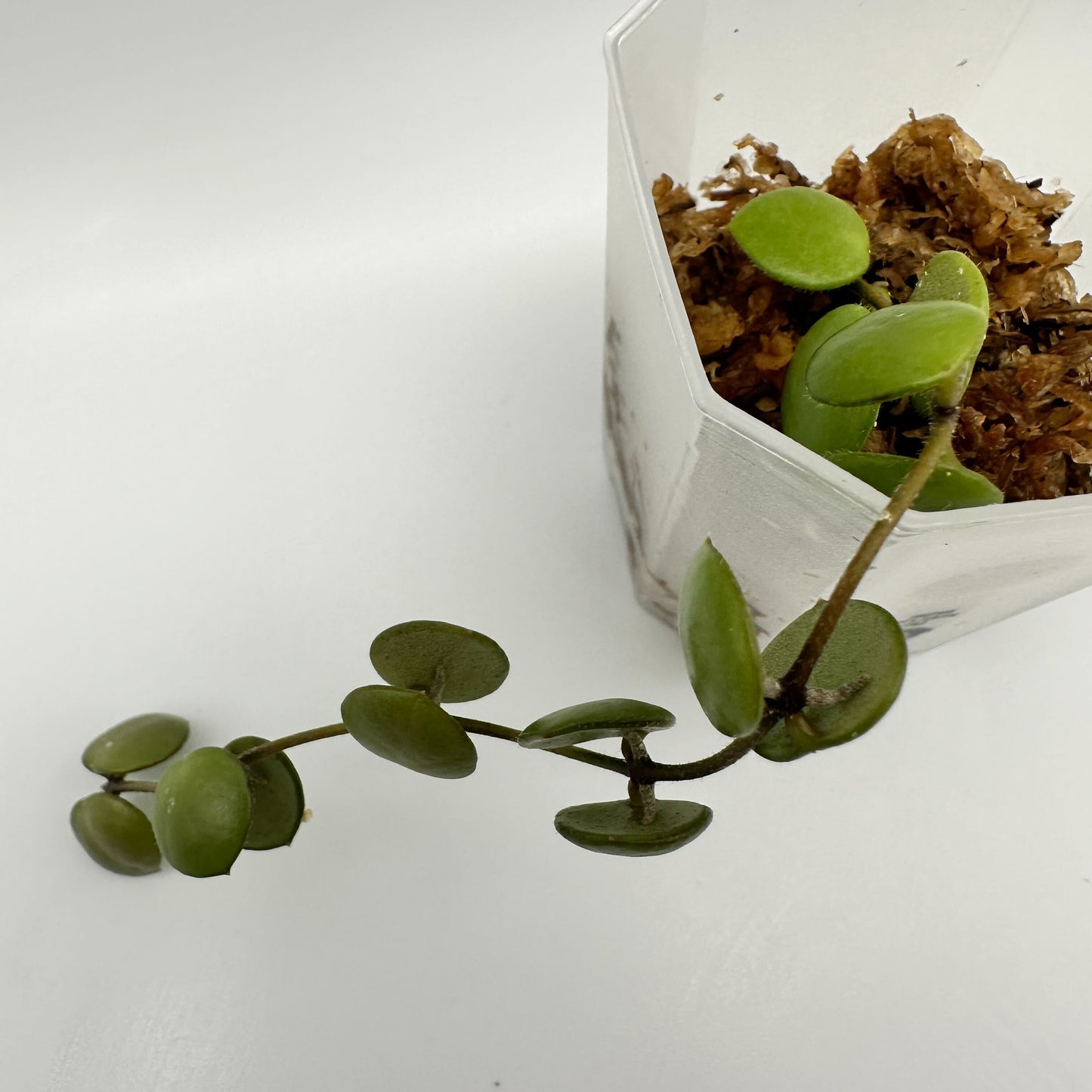 FRESH CHOP | HOYA PELTATA (A)