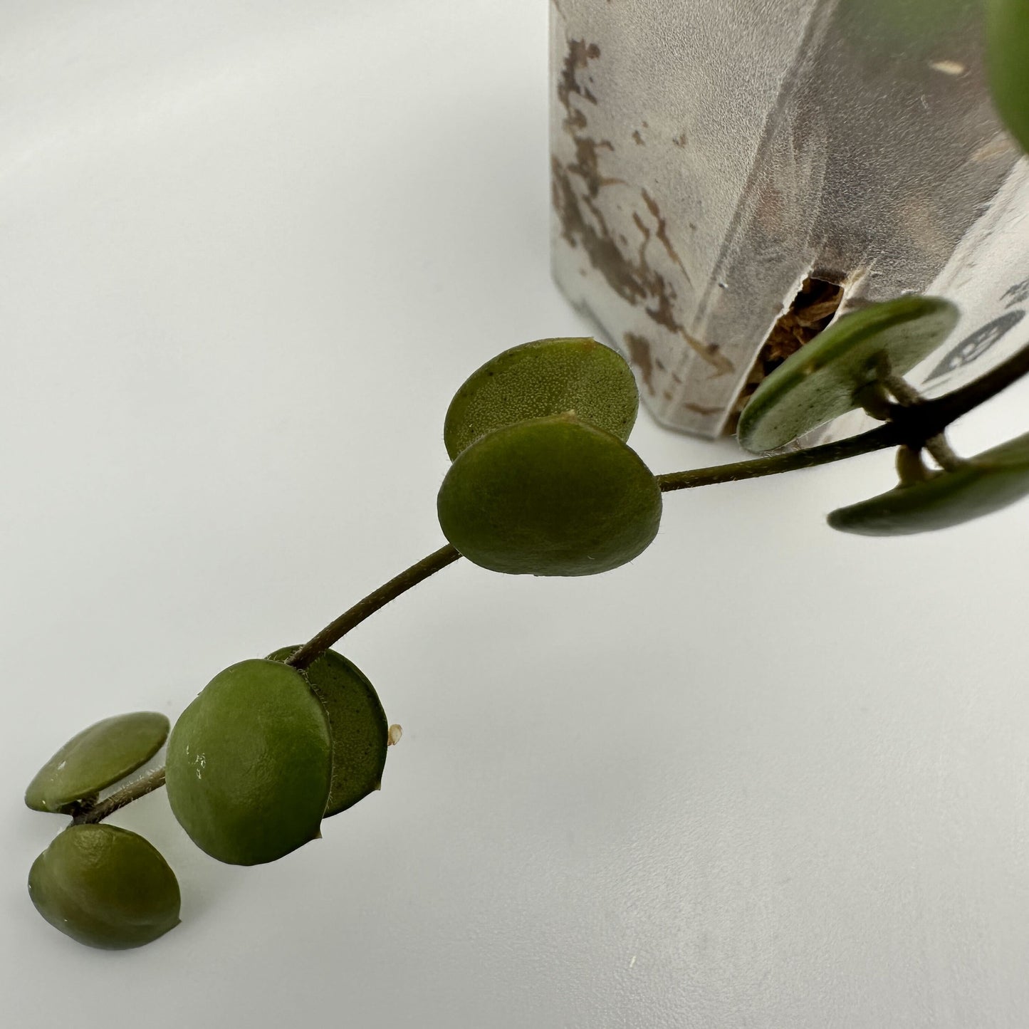 FRESH CHOP | HOYA PELTATA (A)