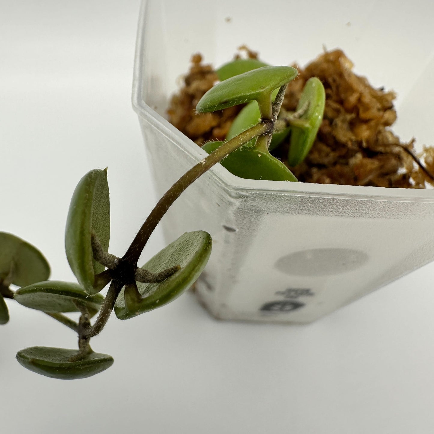 FRESH CHOP | HOYA PELTATA (A)