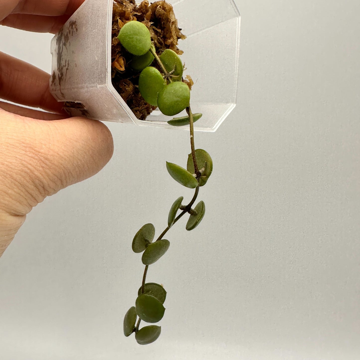 FRESH CHOP | HOYA PELTATA (A)