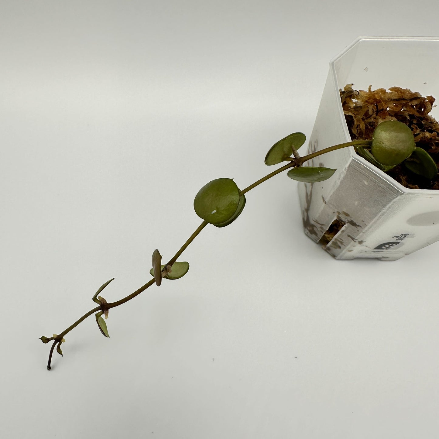 FRESH CHOP | HOYA PELTATA (B)