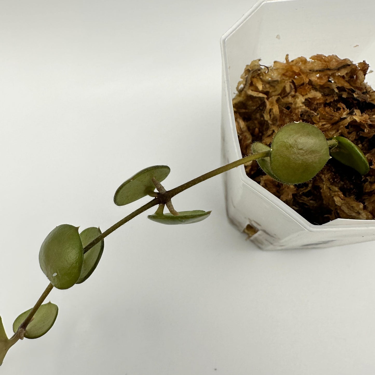 FRESH CHOP | HOYA PELTATA (B)