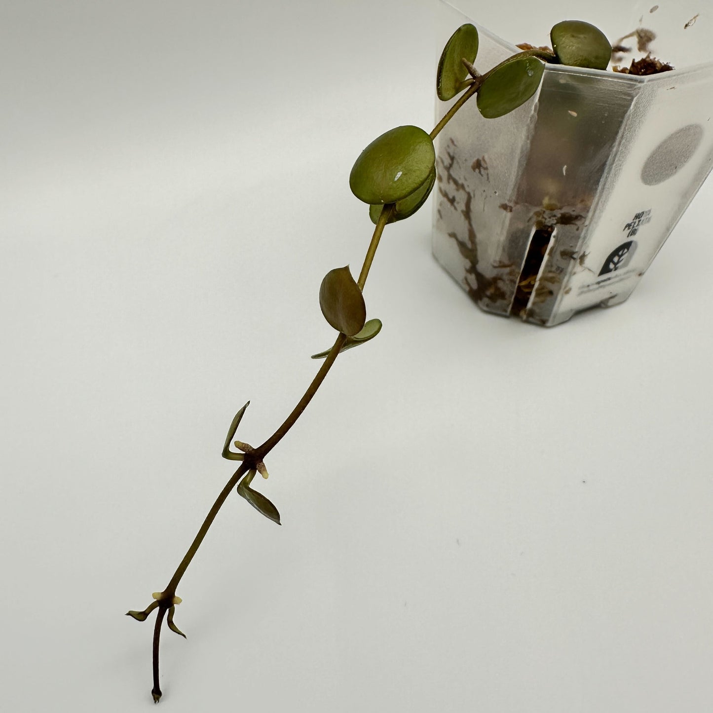 FRESH CHOP | HOYA PELTATA (B)