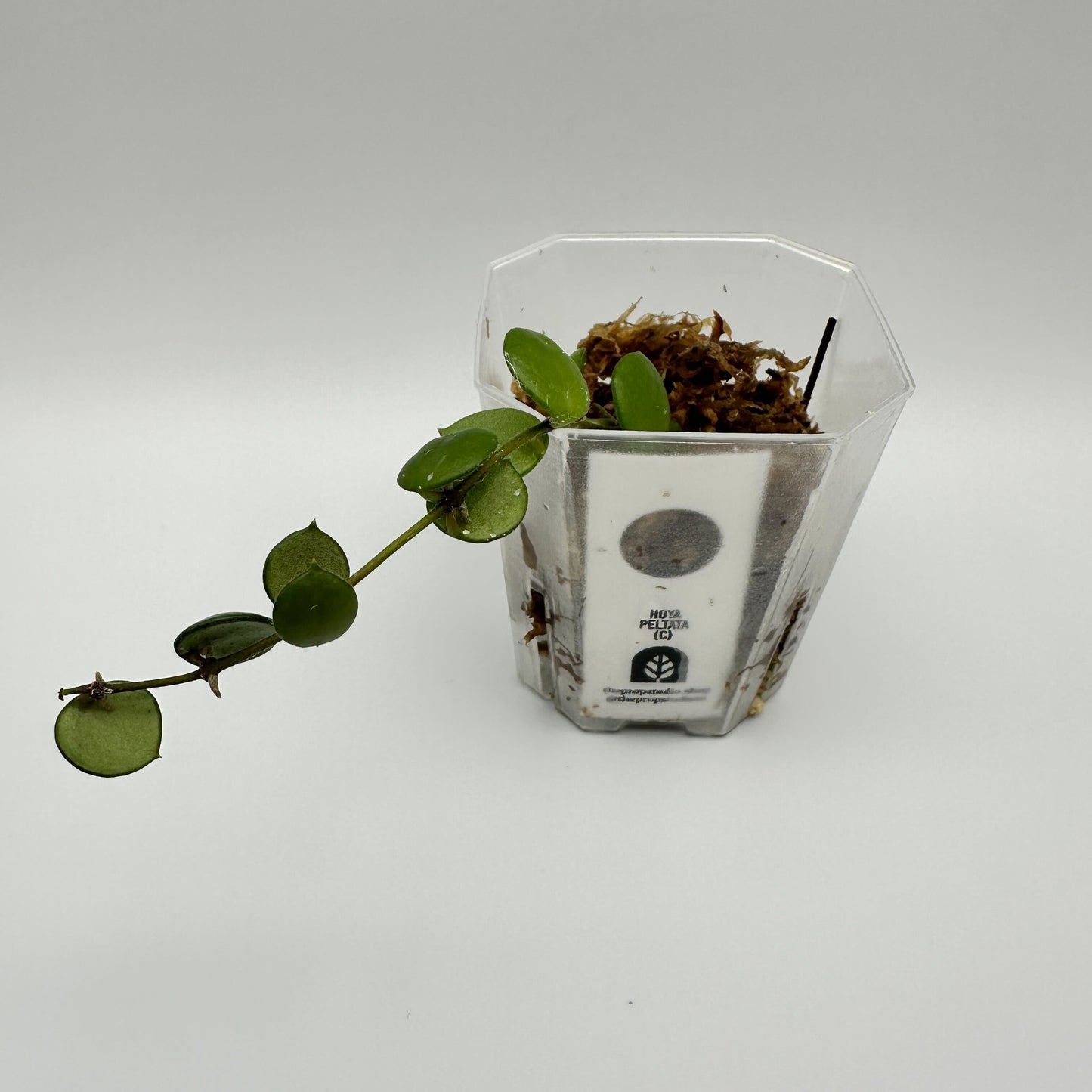 FRESH CHOP | HOYA PELTATA (C)