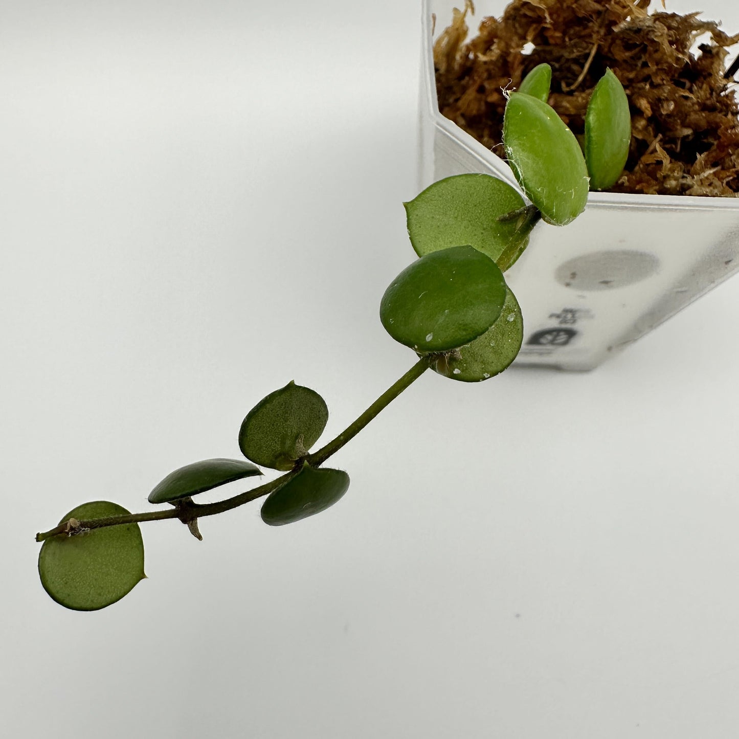 FRESH CHOP | HOYA PELTATA (C)