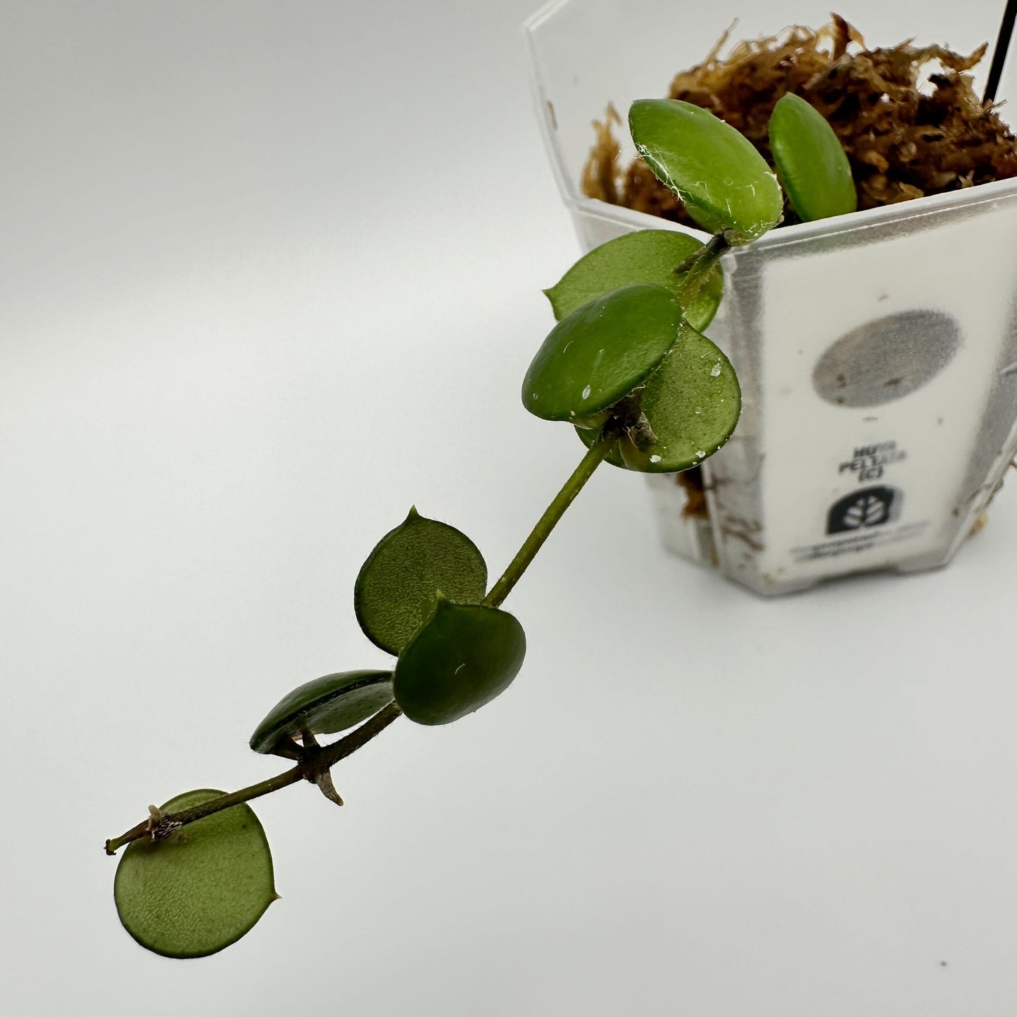 FRESH CHOP | HOYA PELTATA (C)