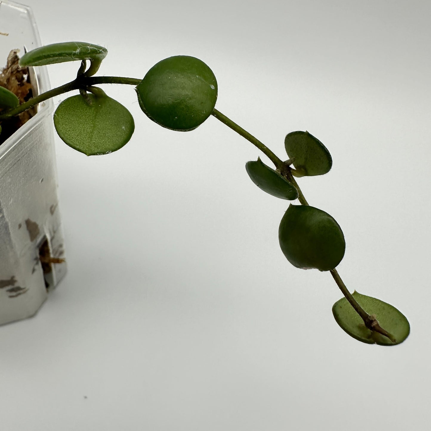 FRESH CHOP | HOYA PELTATA (C)