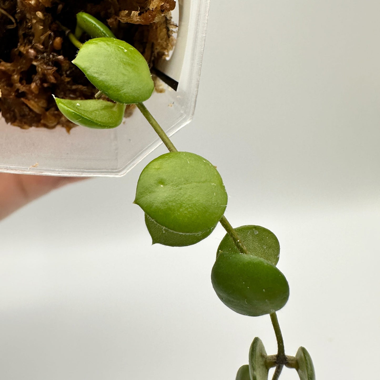 FRESH CHOP | HOYA PELTATA (C)