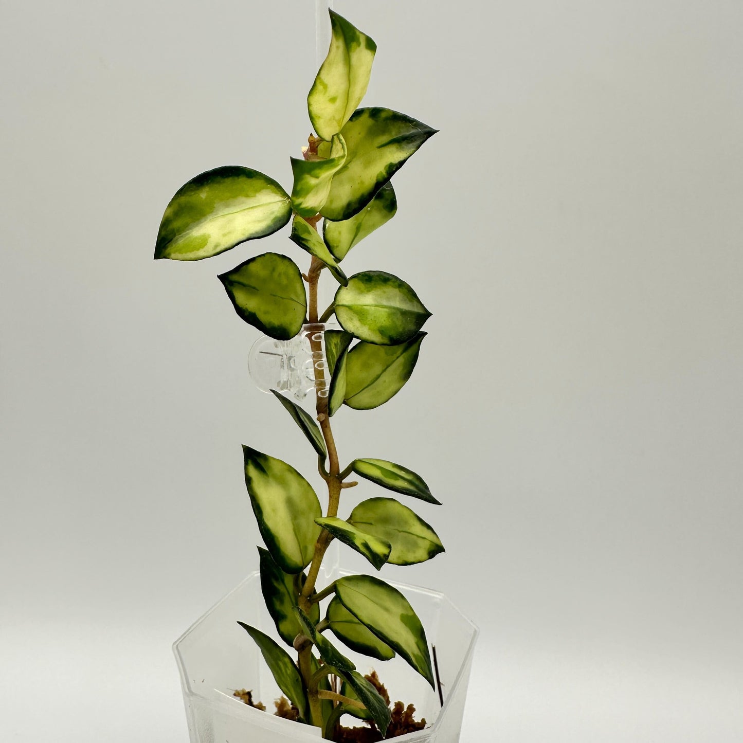 FRESH CHOP | HOYA LACUNOSA TRI-COLOUR BRUNO (A)