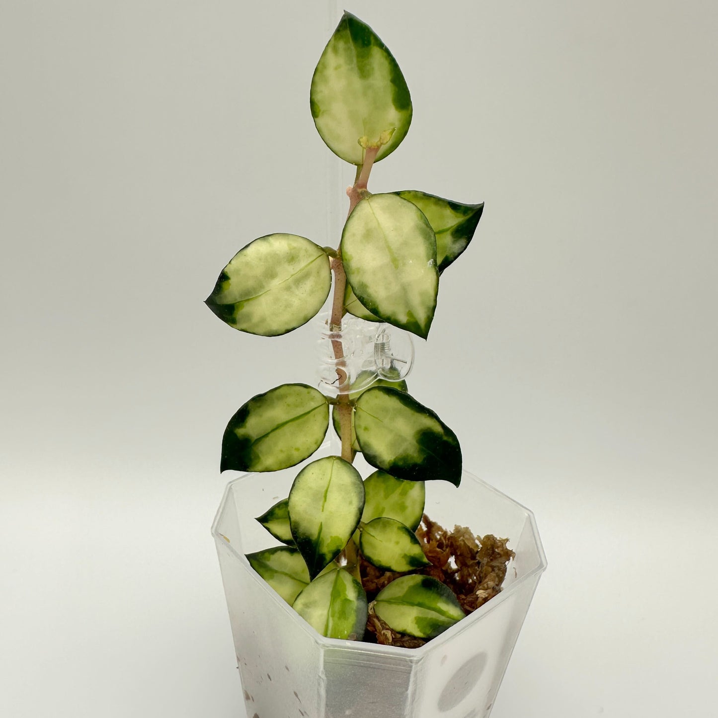 FRESH CHOP | HOYA LACUNOSA TRI-COLOUR BRUNO (B)