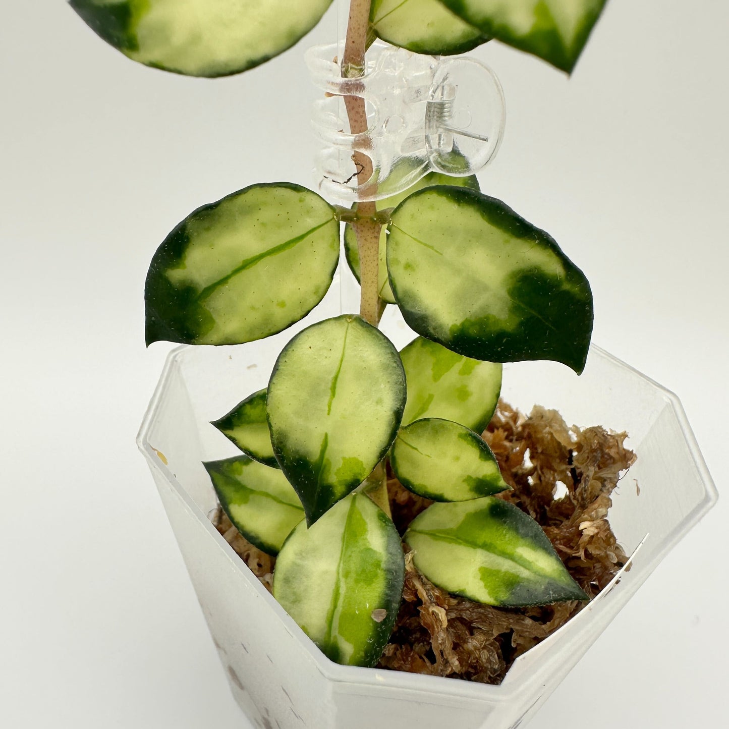 FRESH CHOP | HOYA LACUNOSA TRI-COLOUR BRUNO (B)