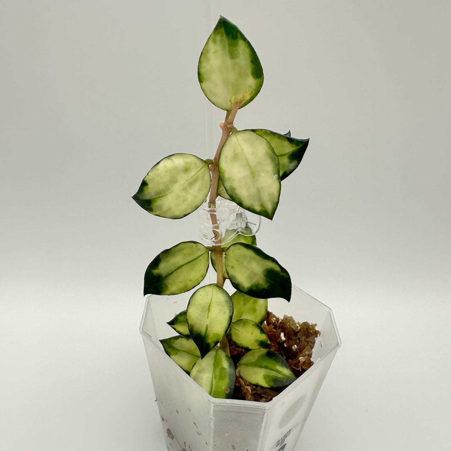 FRESH CHOP | HOYA LACUNOSA TRI-COLOUR BRUNO (B)