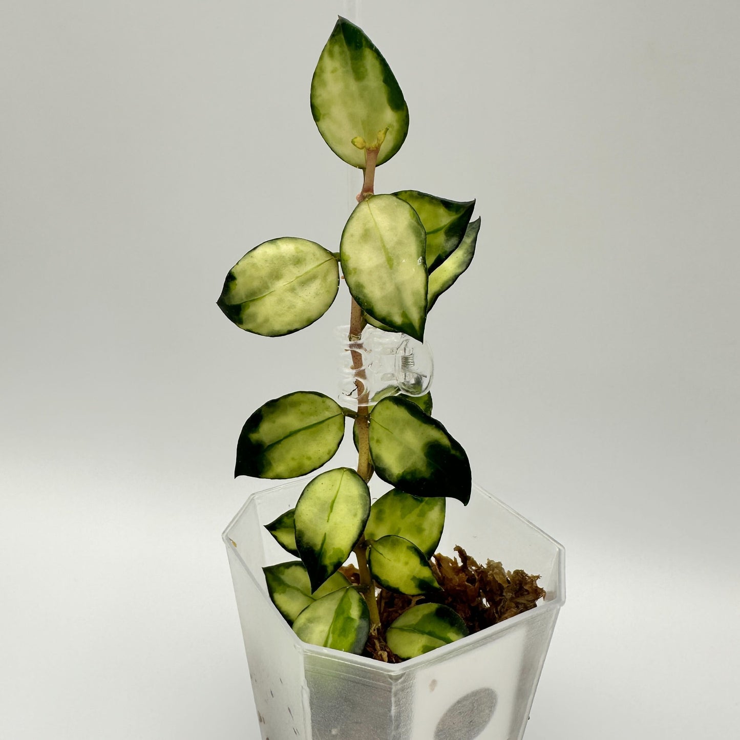 FRESH CHOP | HOYA LACUNOSA TRI-COLOUR BRUNO (B)