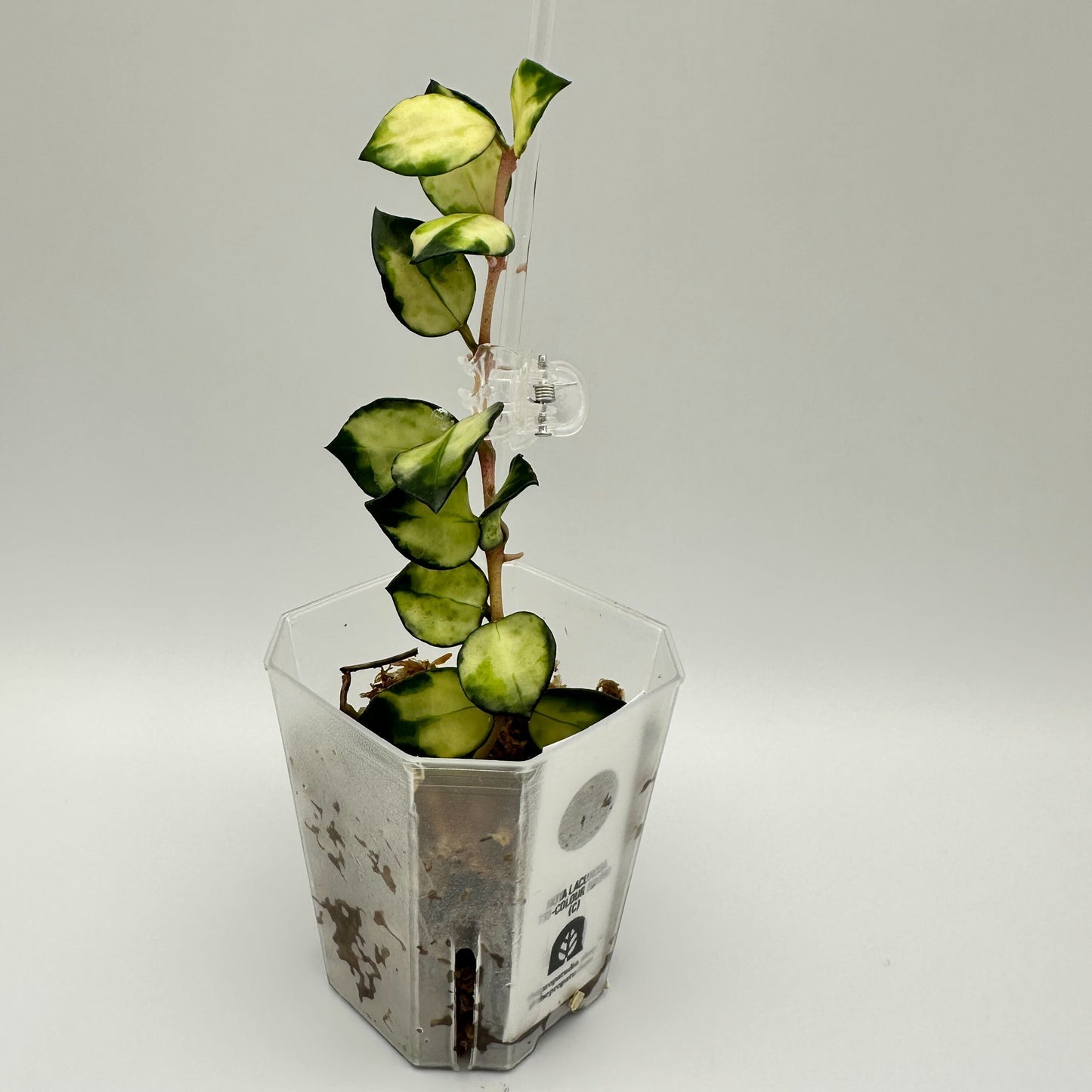 FRESH CHOP | HOYA LACUNOSA TRI-COLOUR BRUNO (C)