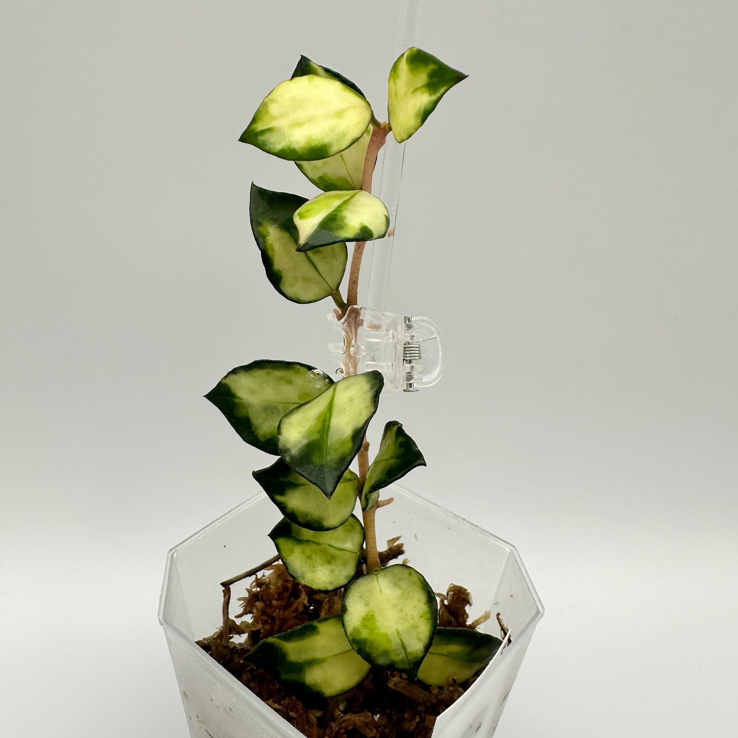 FRESH CHOP | HOYA LACUNOSA TRI-COLOUR BRUNO (C)