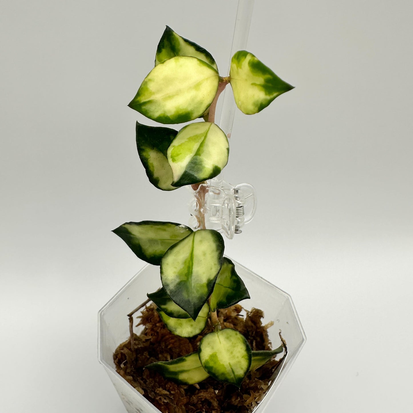 FRESH CHOP | HOYA LACUNOSA TRI-COLOUR BRUNO (C)