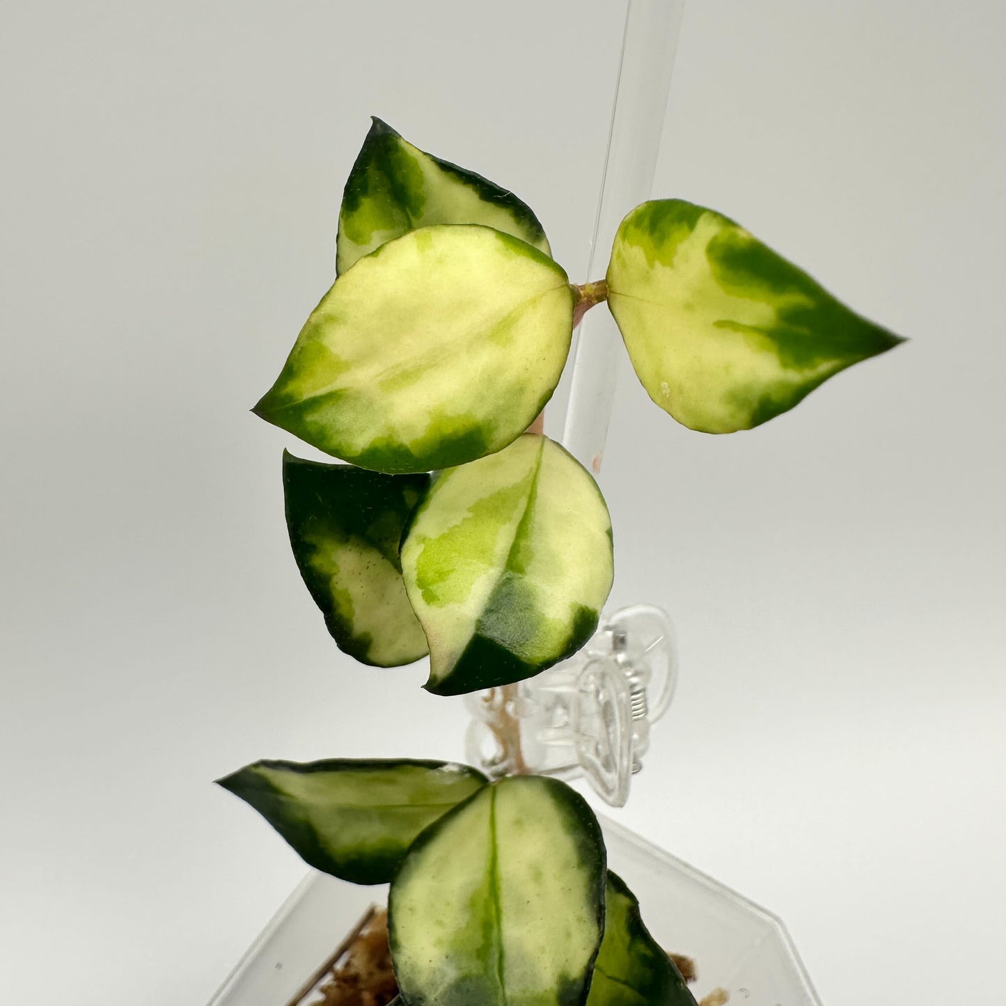 FRESH CHOP | HOYA LACUNOSA TRI-COLOUR BRUNO (C)