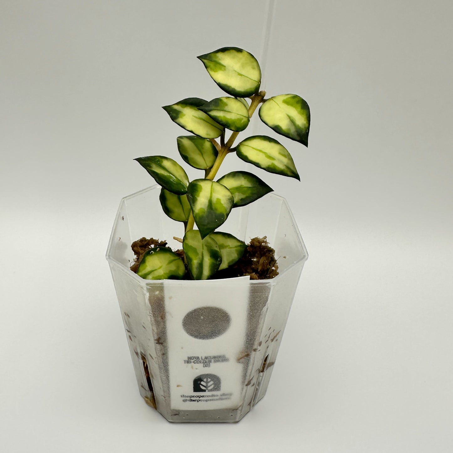 FRESH CHOP | HOYA LACUNOSA TRI-COLOUR BRUNO (D)