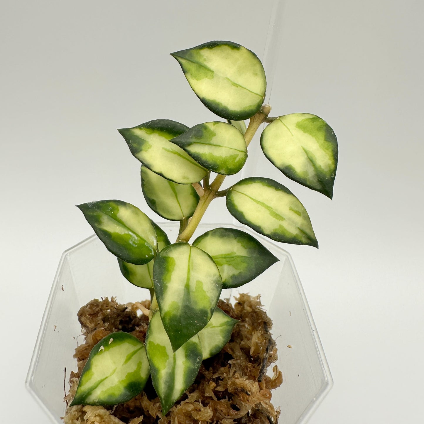 FRESH CHOP | HOYA LACUNOSA TRI-COLOUR BRUNO (D)