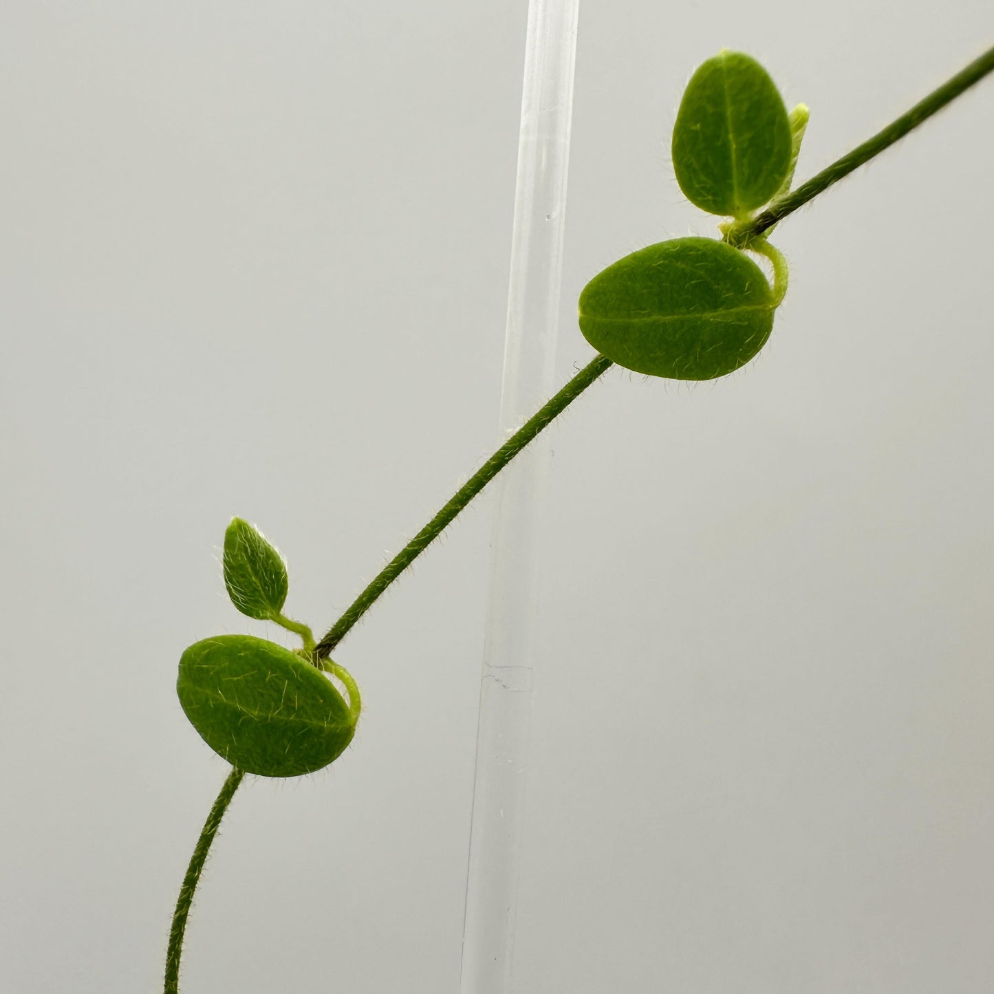 FRESH CHOP | HOYA PAPUA MINI (A)