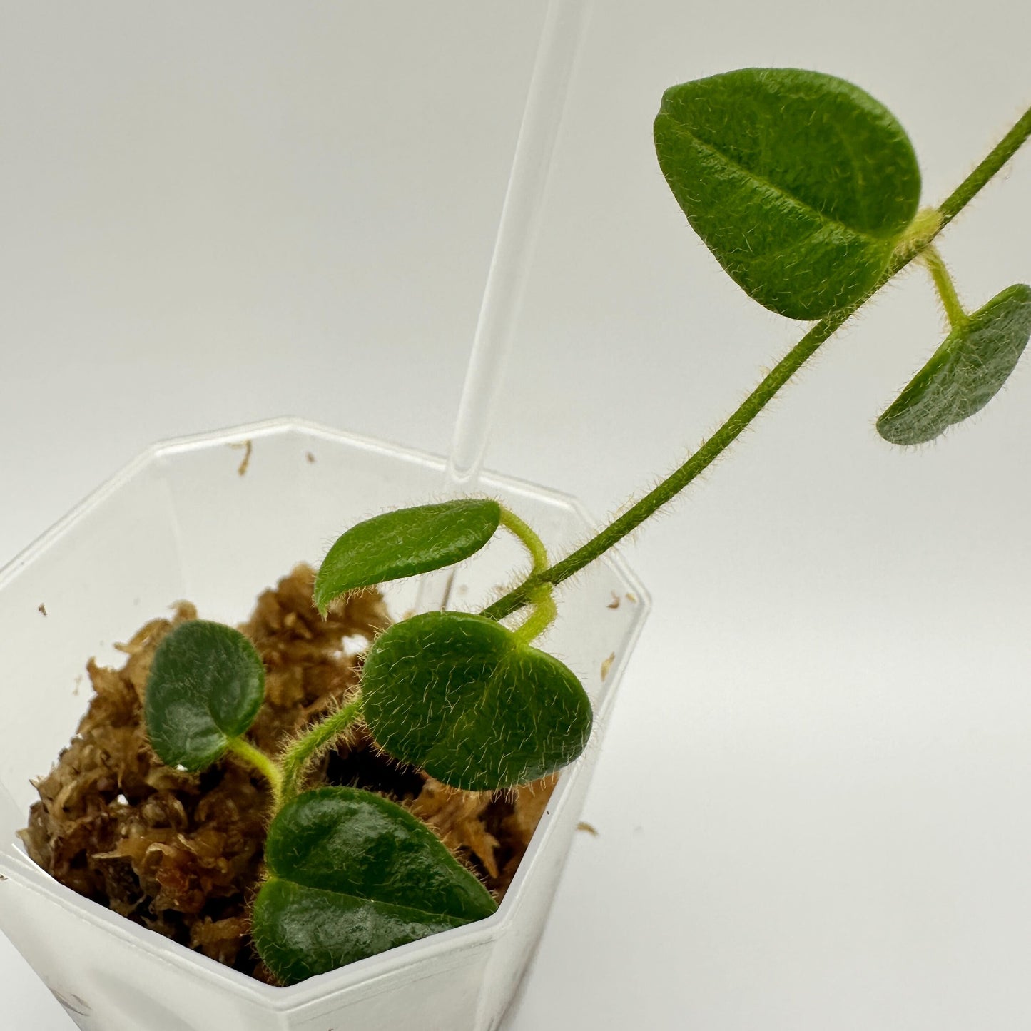 FRESH CHOP | HOYA PAPUA MINI (B)