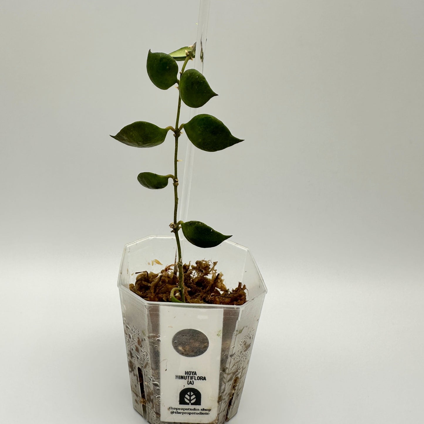 FRESH CHOP | HOYA MINUTIFLORA (A)