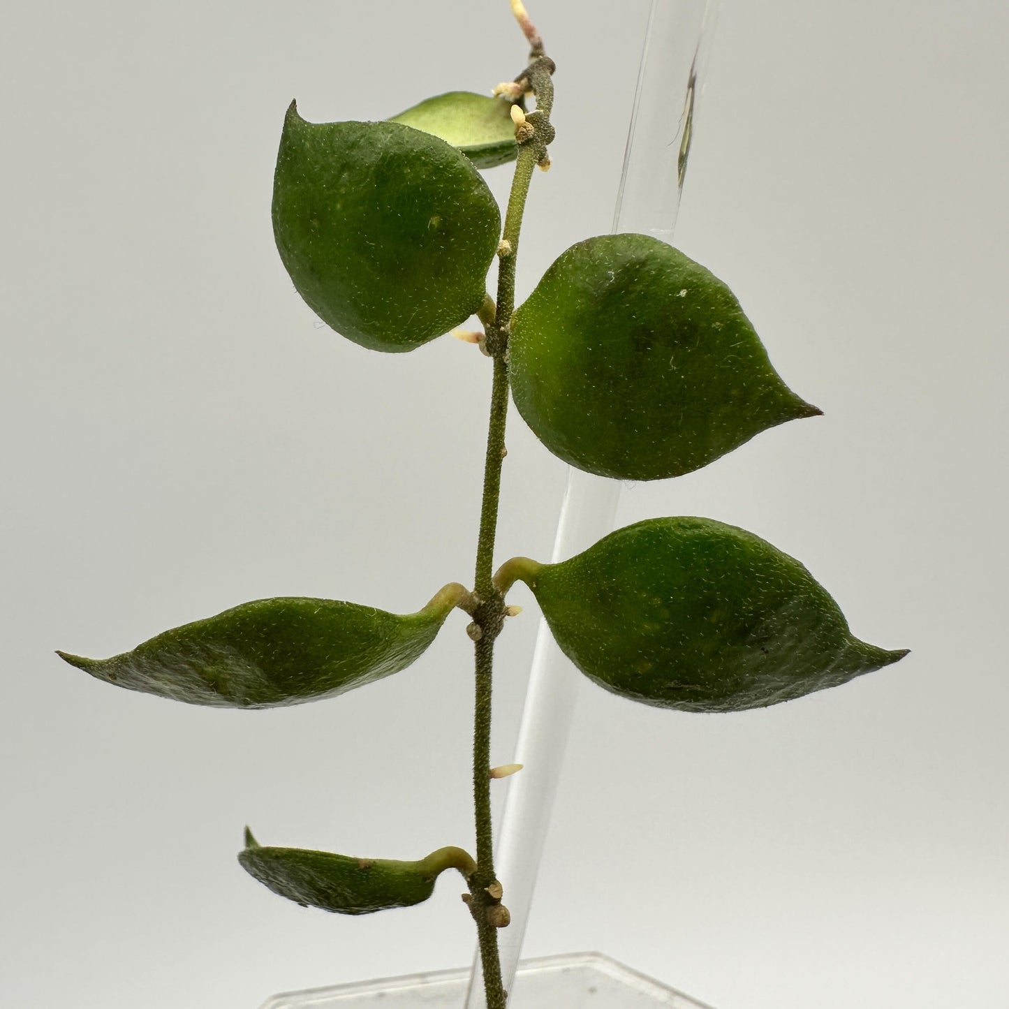 FRESH CHOP | HOYA MINUTIFLORA (A)