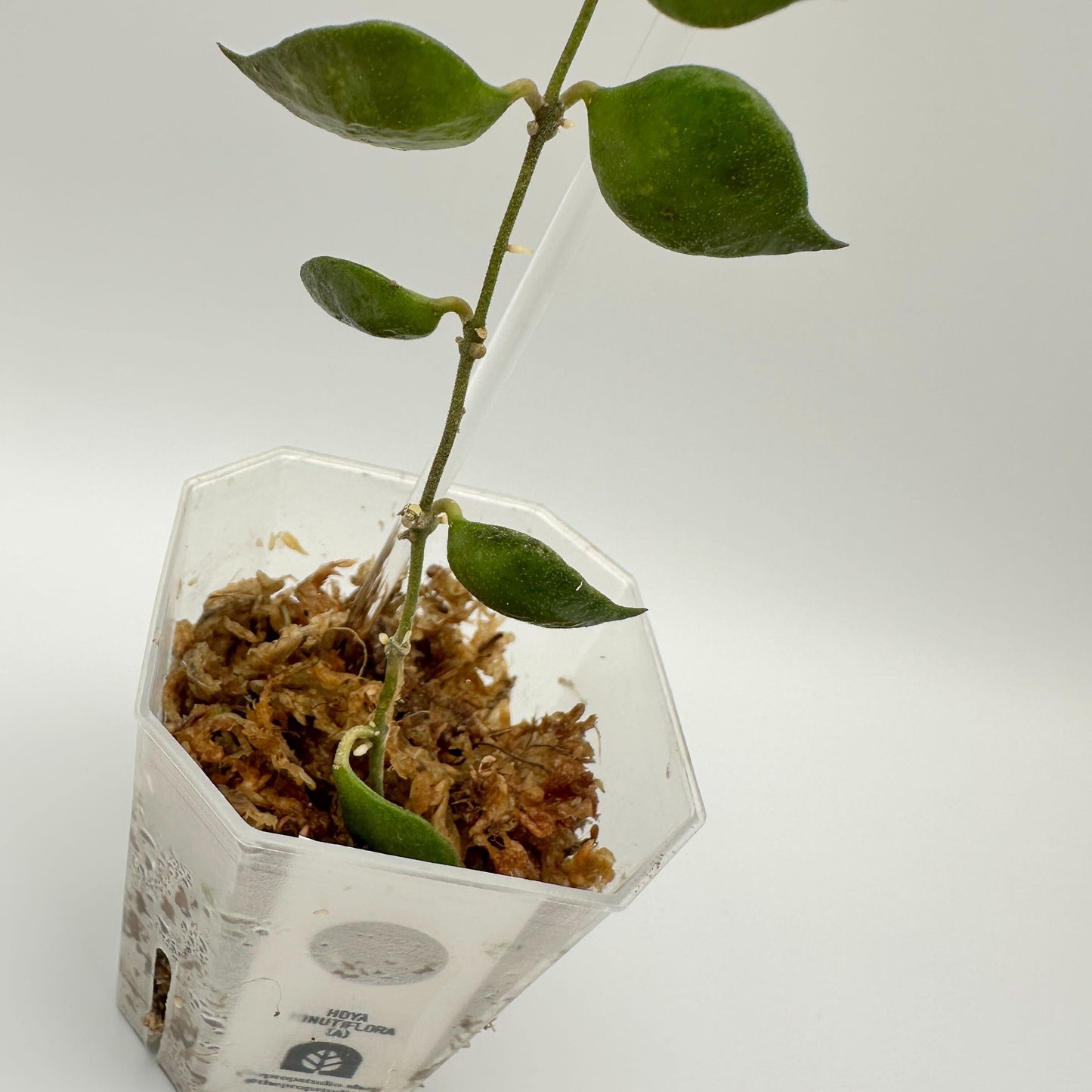 FRESH CHOP | HOYA MINUTIFLORA (A)