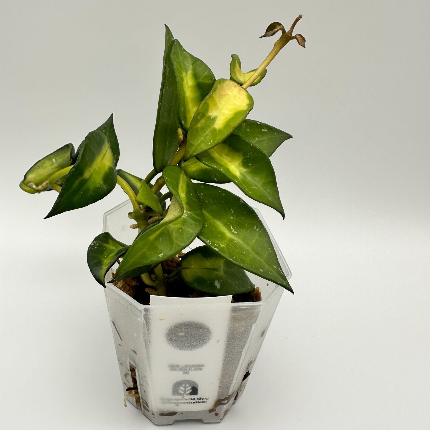FRESH CHOP | HOYA LACUNOSA GOLDEN FLAME (A)
