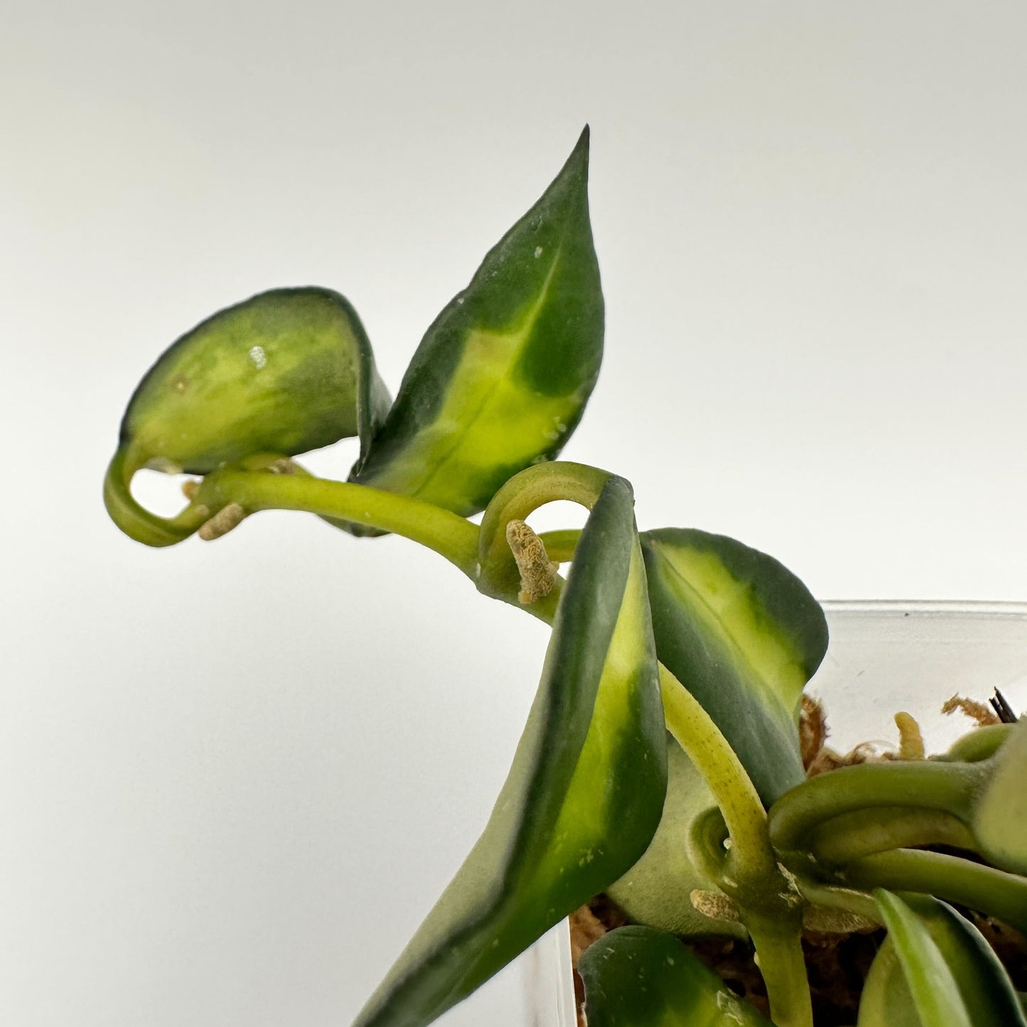 FRESH CHOP | HOYA LACUNOSA GOLDEN FLAME (A)