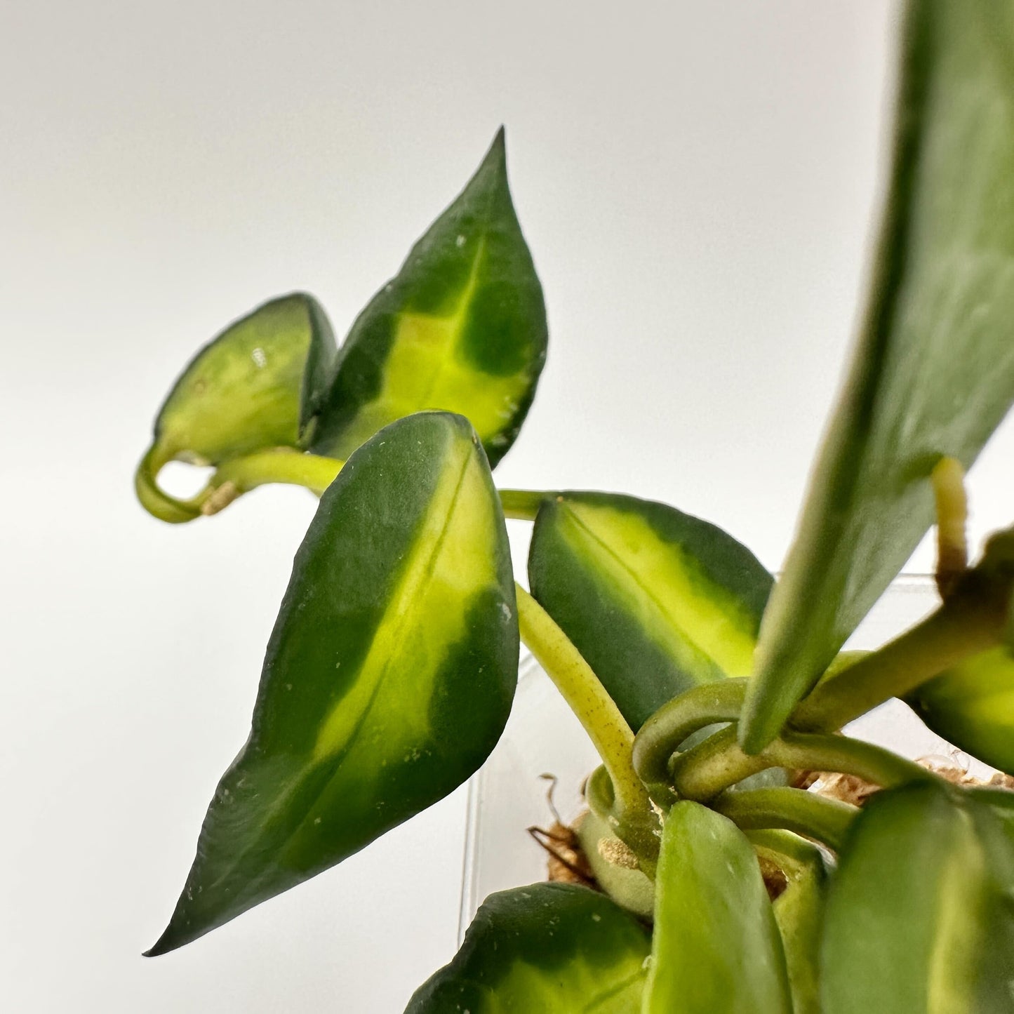 FRESH CHOP | HOYA LACUNOSA GOLDEN FLAME (A)