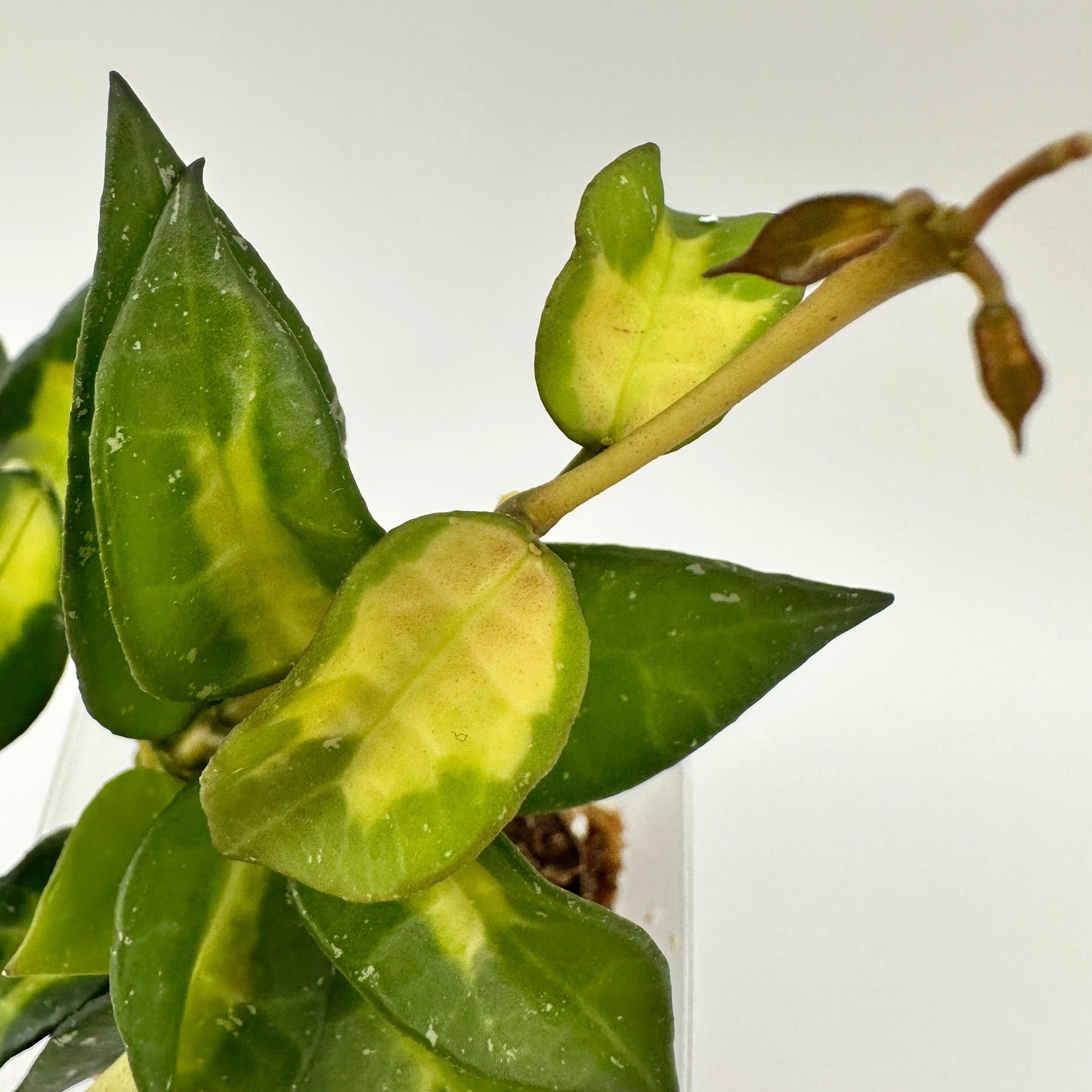 FRESH CHOP | HOYA LACUNOSA GOLDEN FLAME (A)