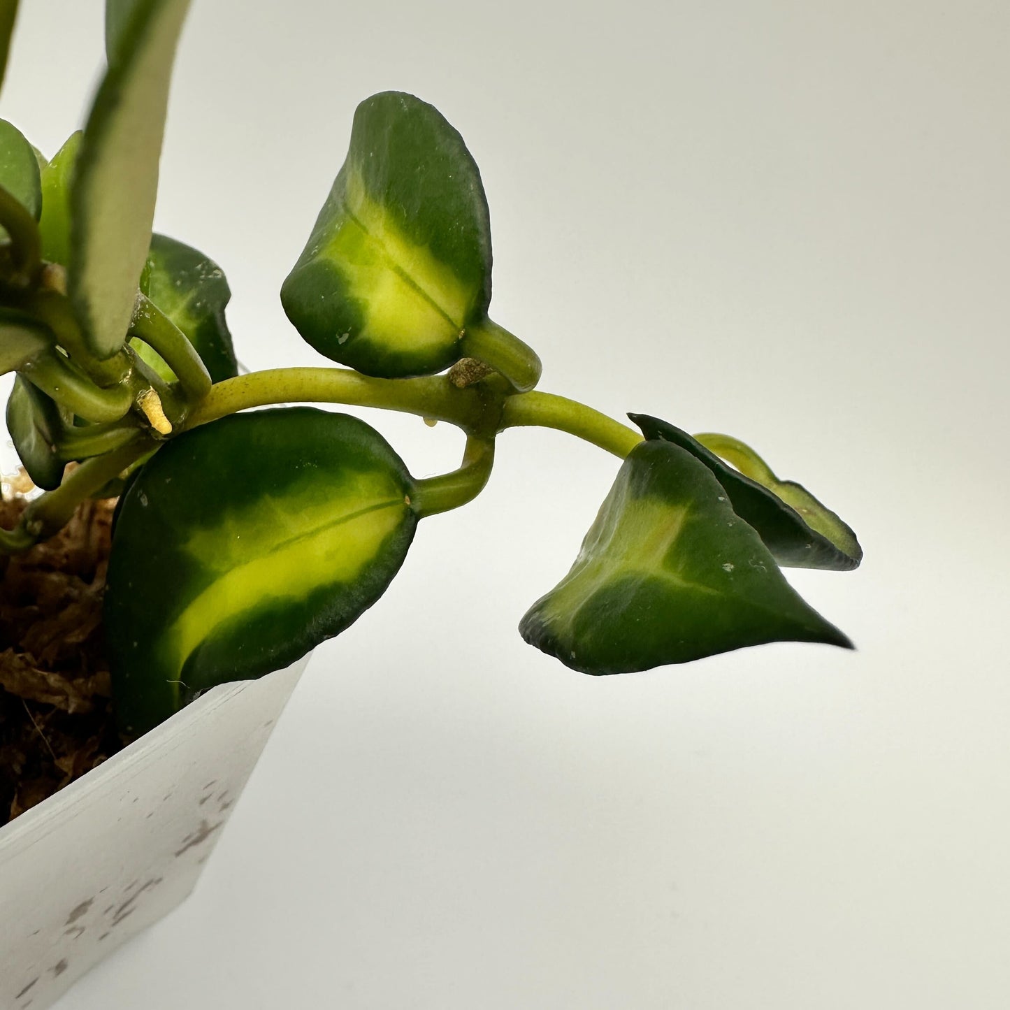 FRESH CHOP | HOYA LACUNOSA GOLDEN FLAME (A)