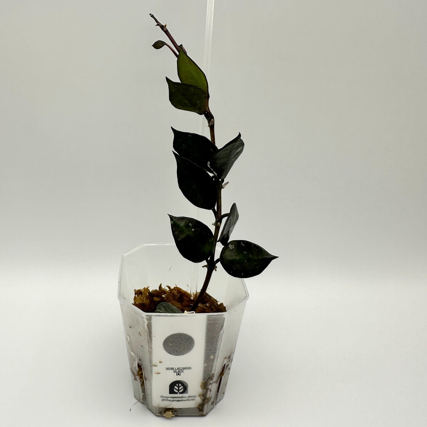 FRESH CHOP | HOYA LACUNOSA BLACK (A)
