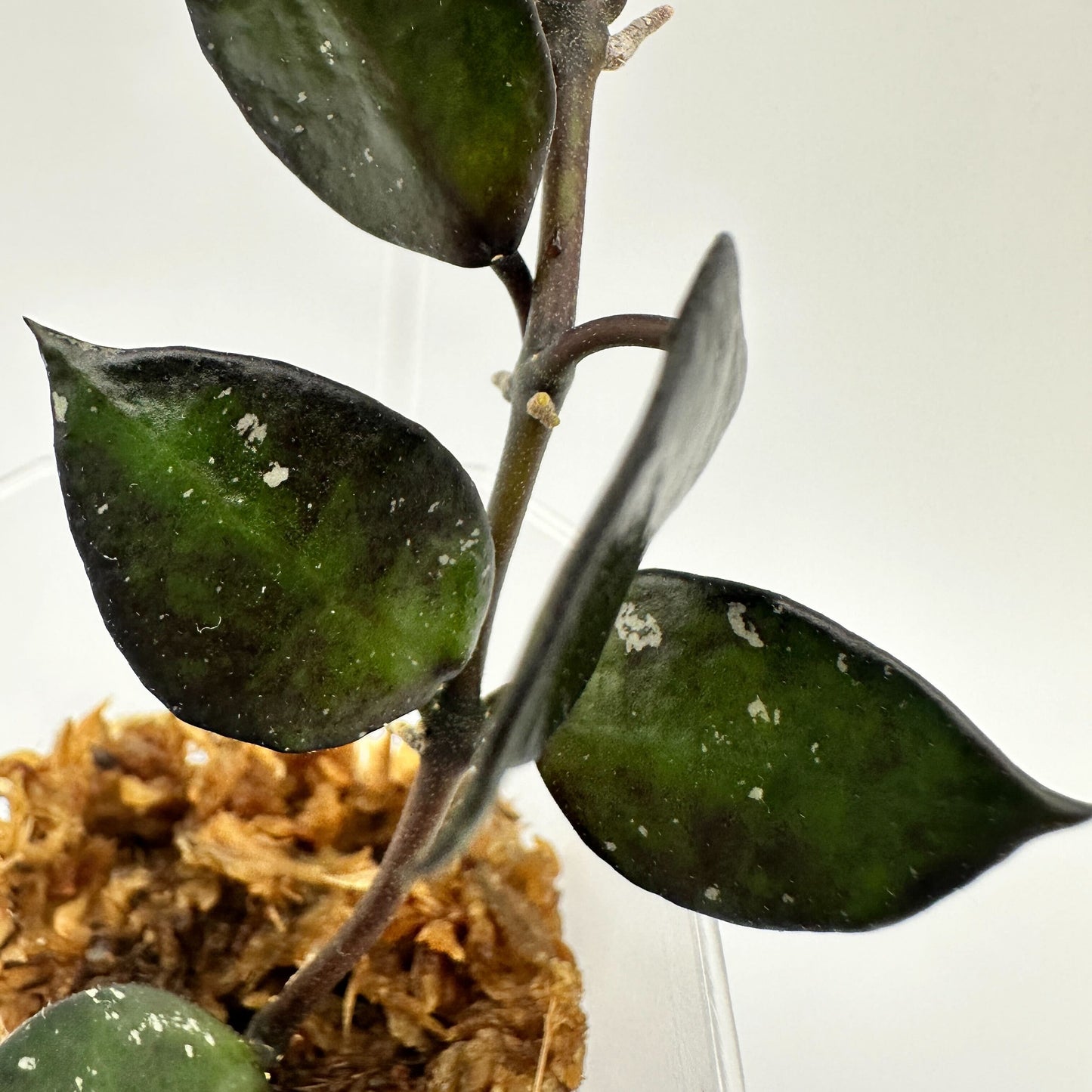 FRESH CHOP | HOYA LACUNOSA BLACK (A)